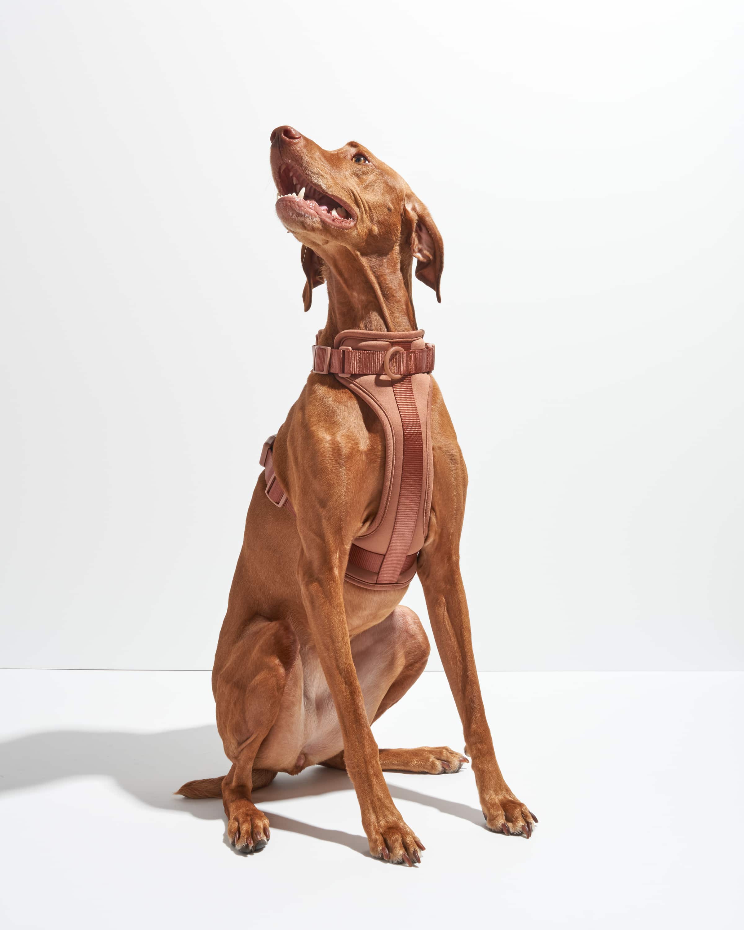 Cushioned Dog Harness - Image 10