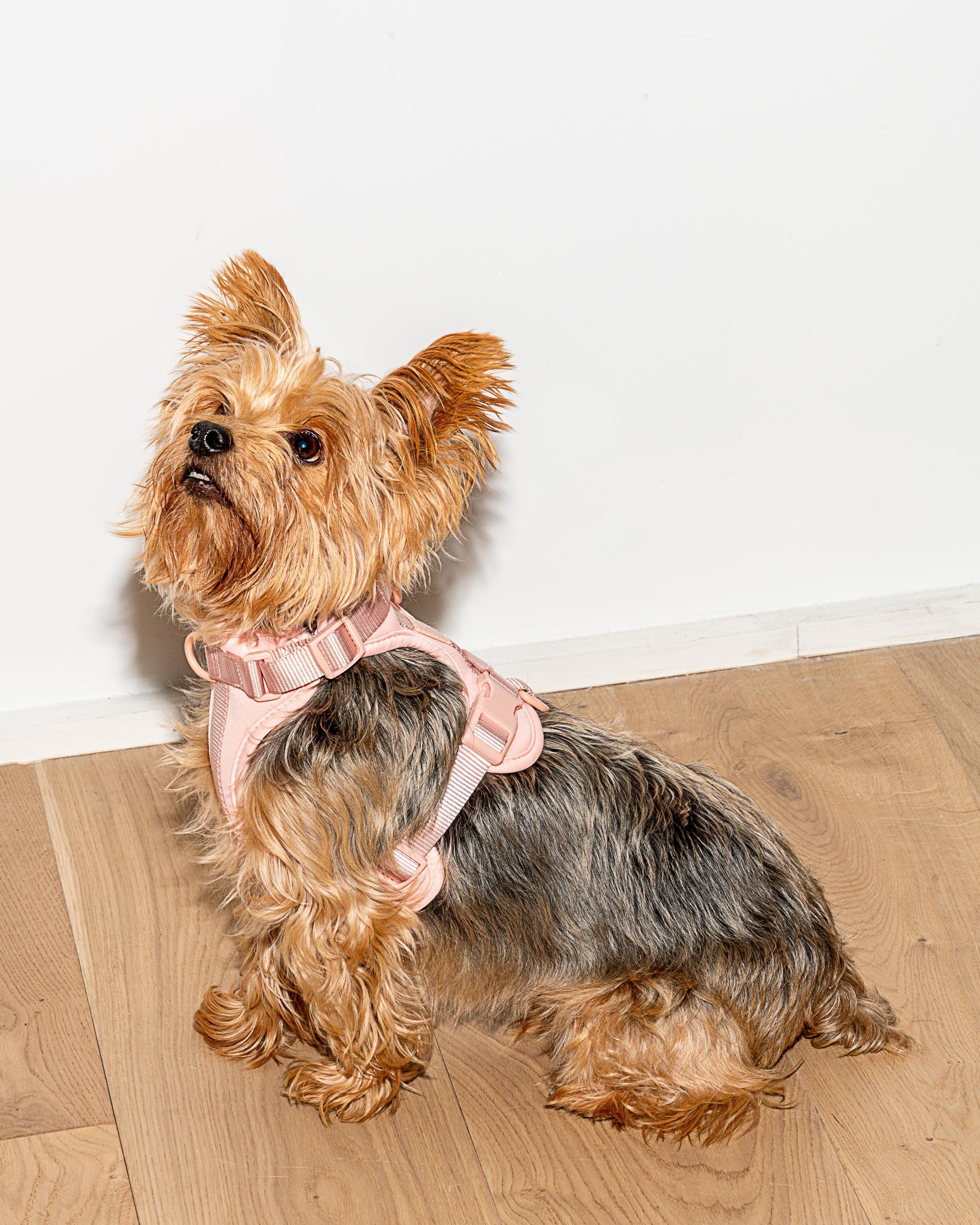 Cushioned Dog Harness - Image 13