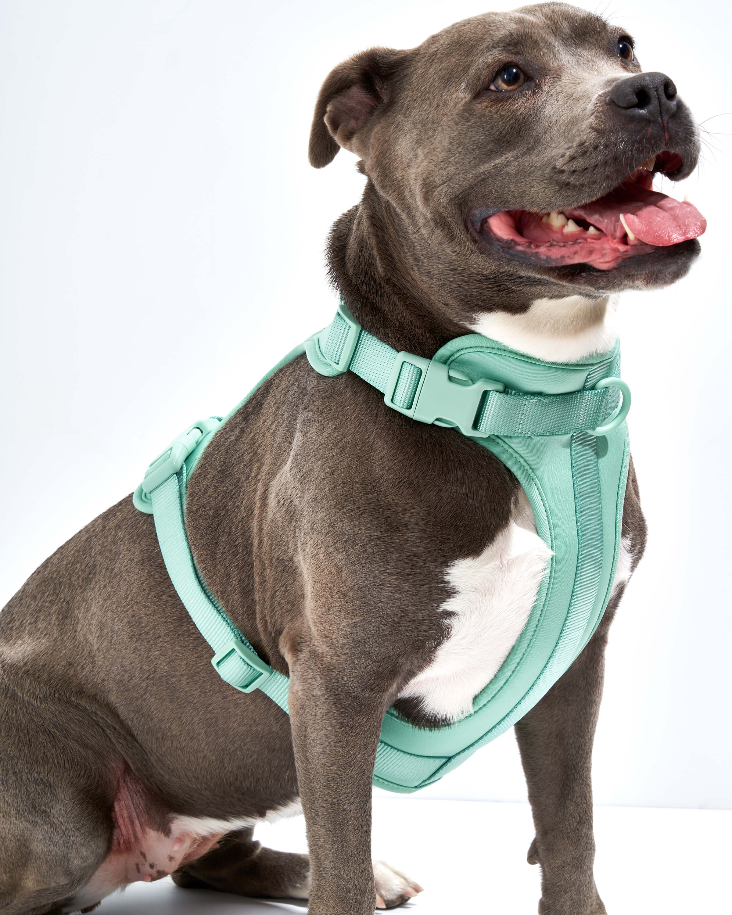 Cushioned Dog Harness - Image 17