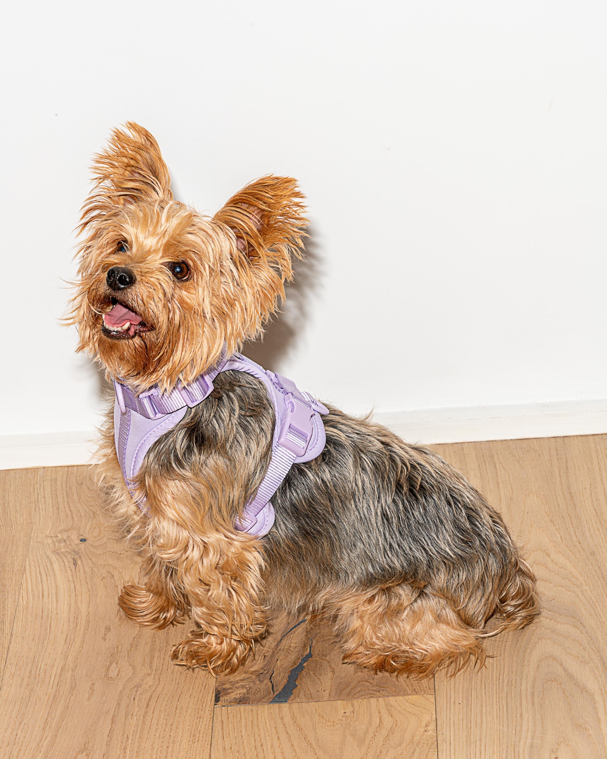 Cushioned Dog Harness - Image 18