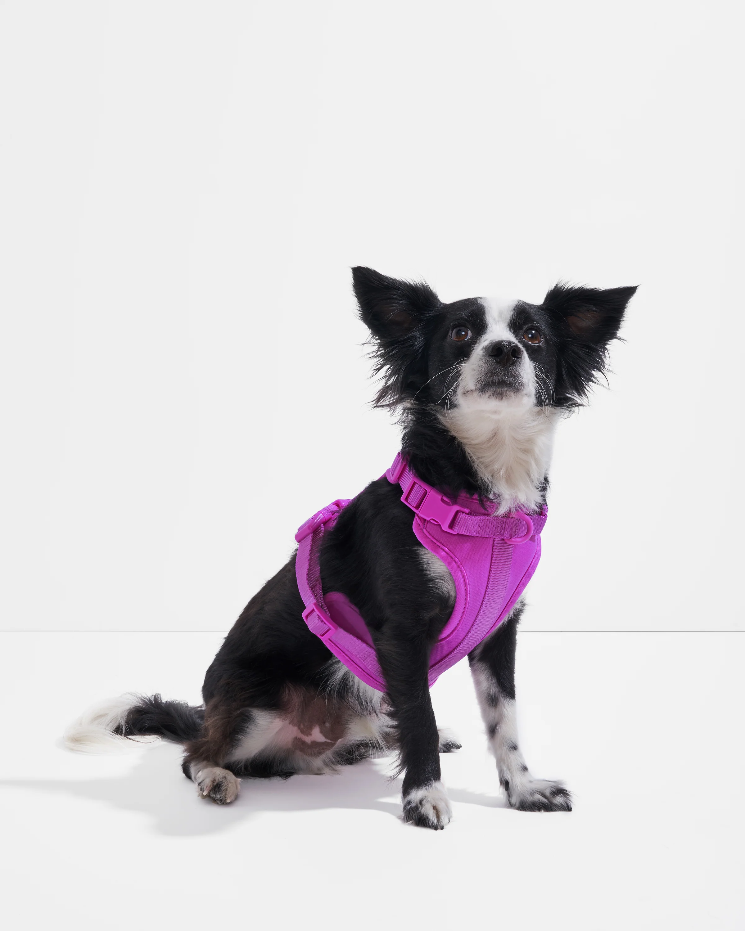 Cushioned Dog Harness - Image 19