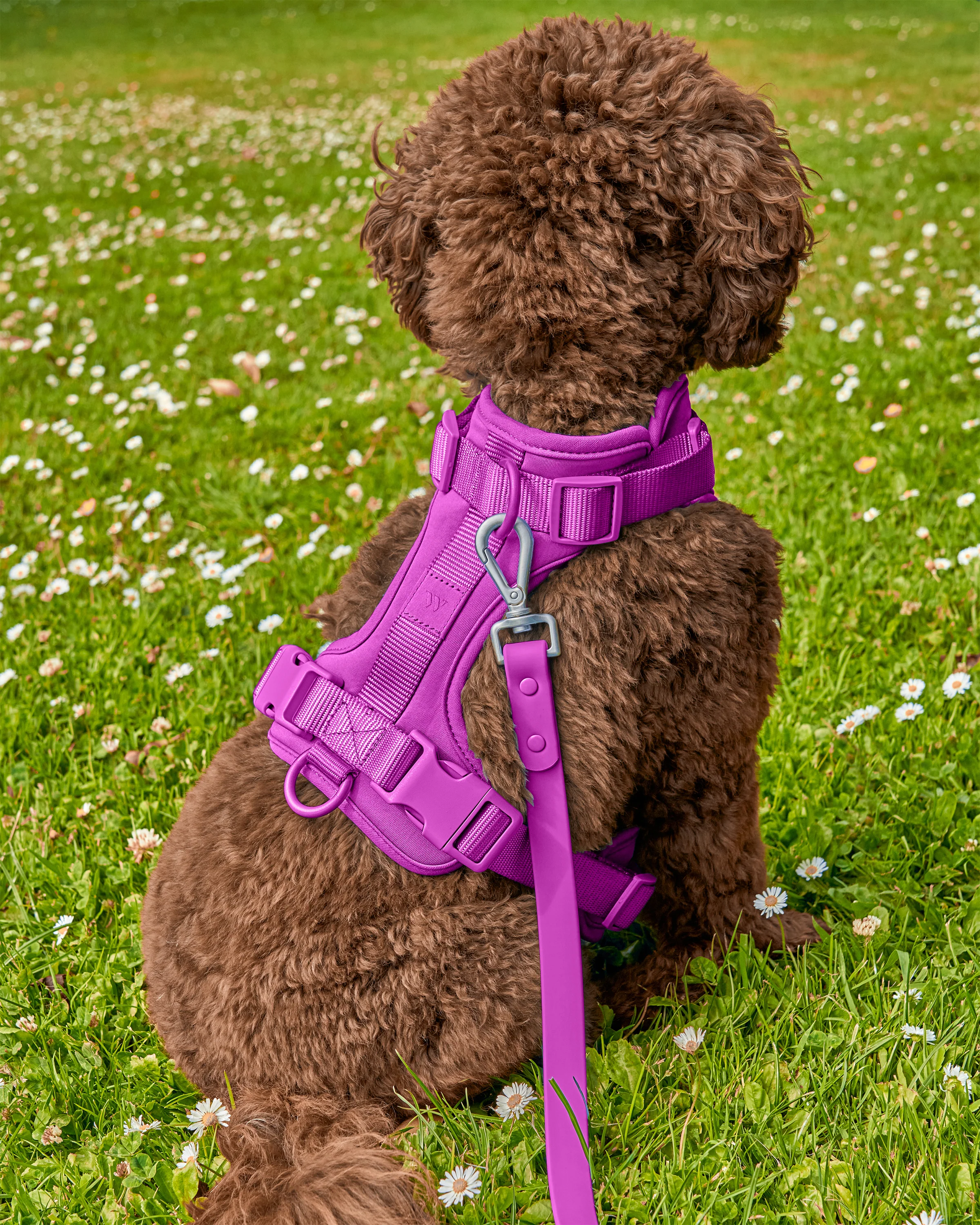 Cushioned Dog Harness - Image 23