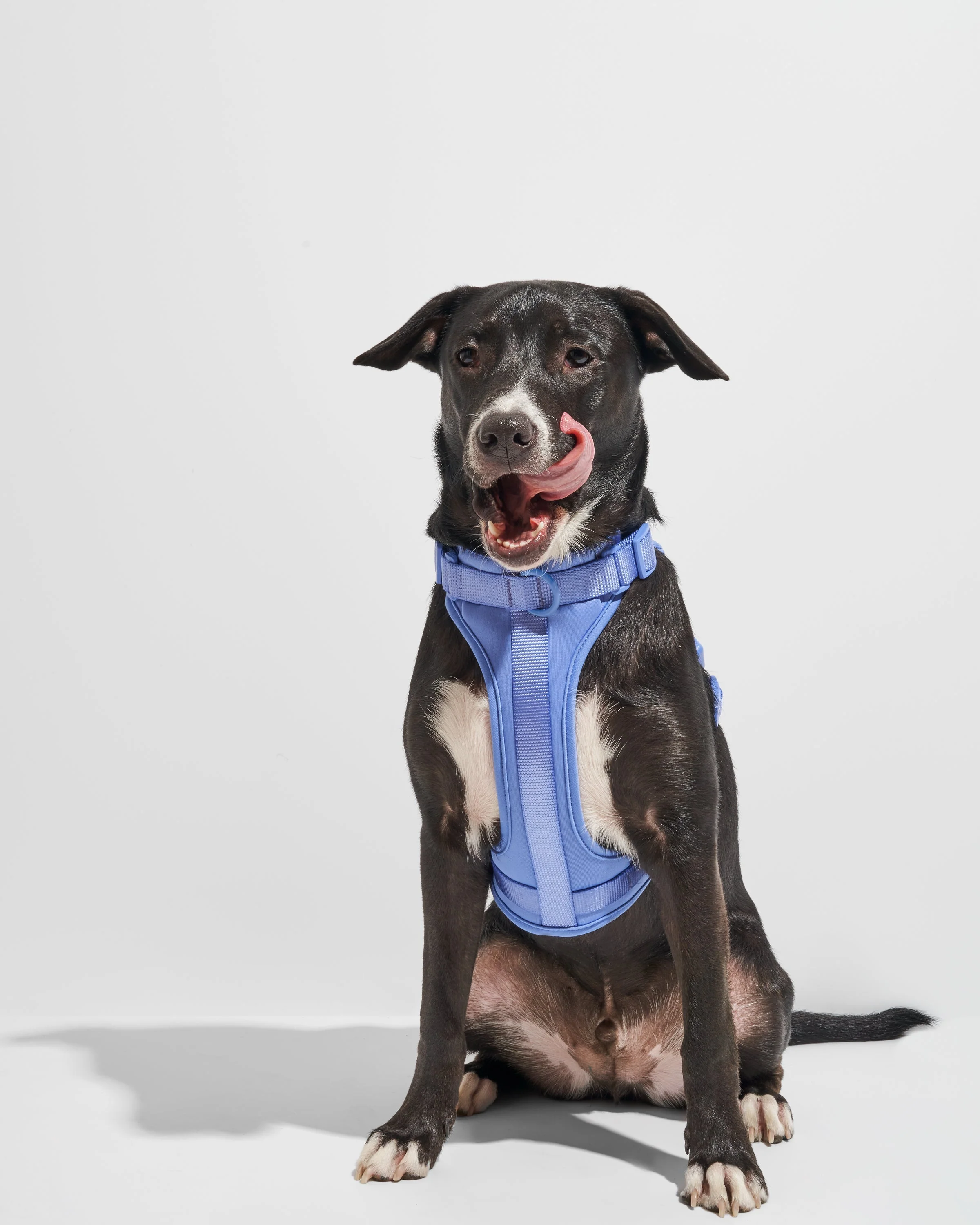 Cushioned Dog Harness - Image 25
