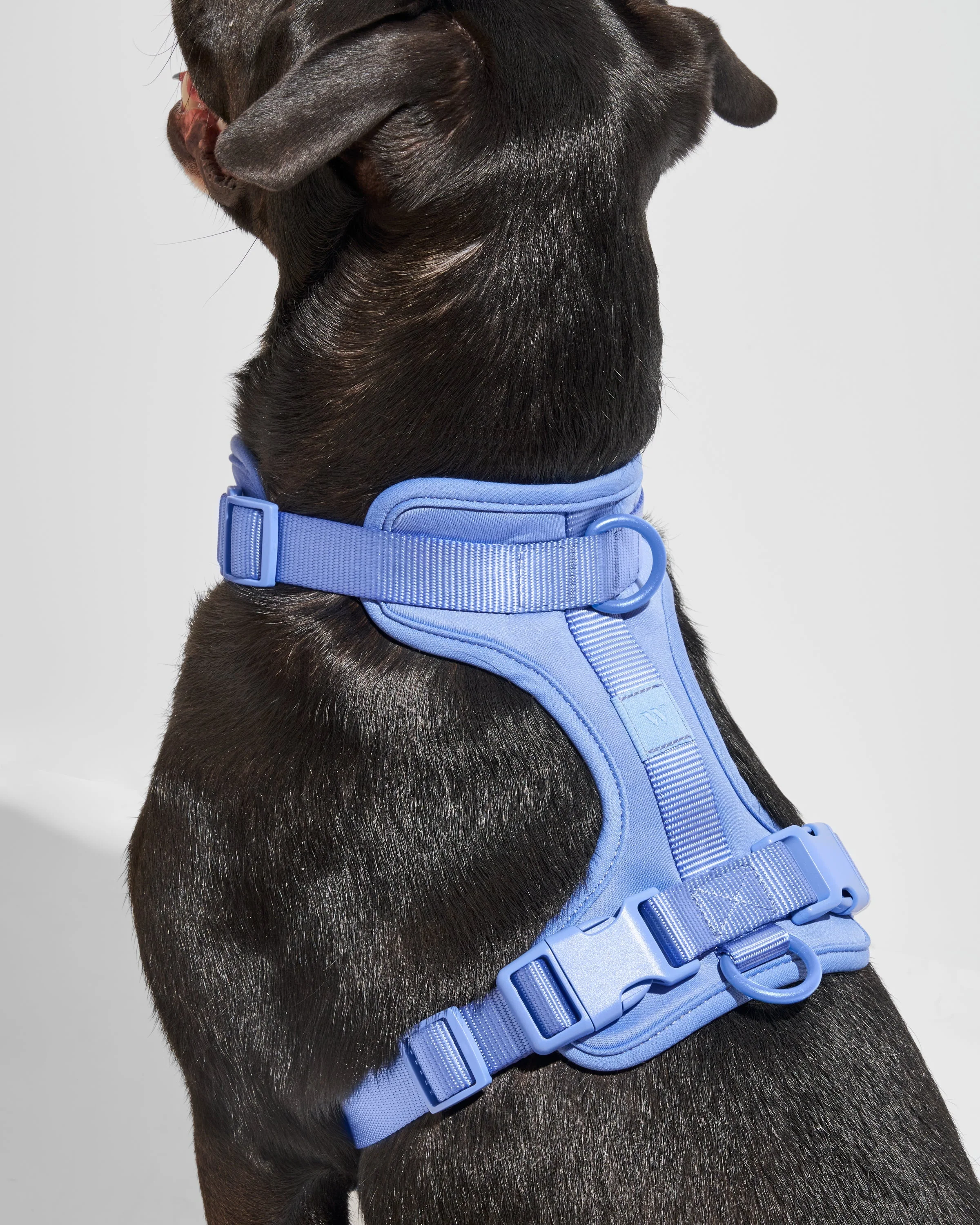 Cushioned Dog Harness - Image 26