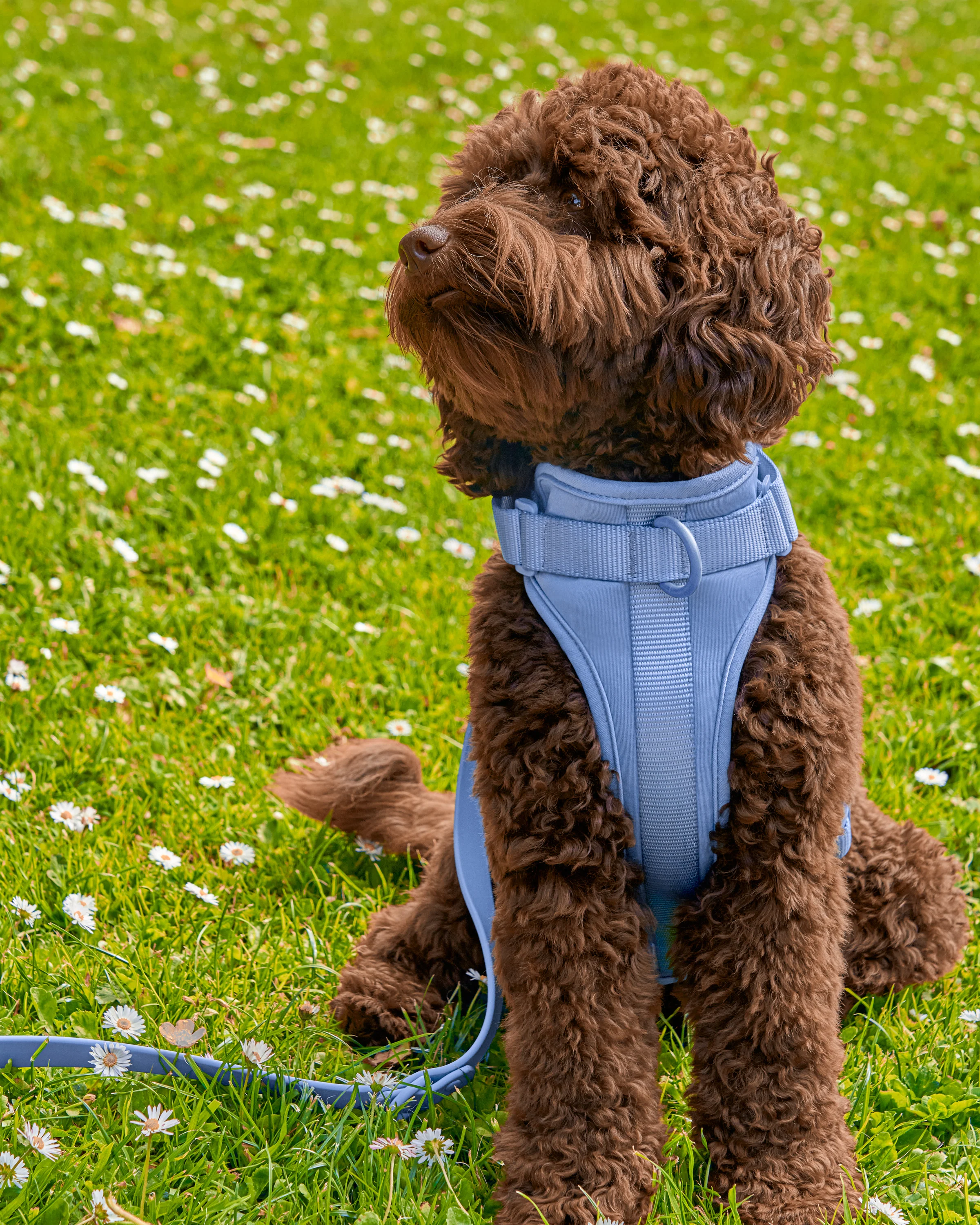 Cushioned Dog Harness - Image 29