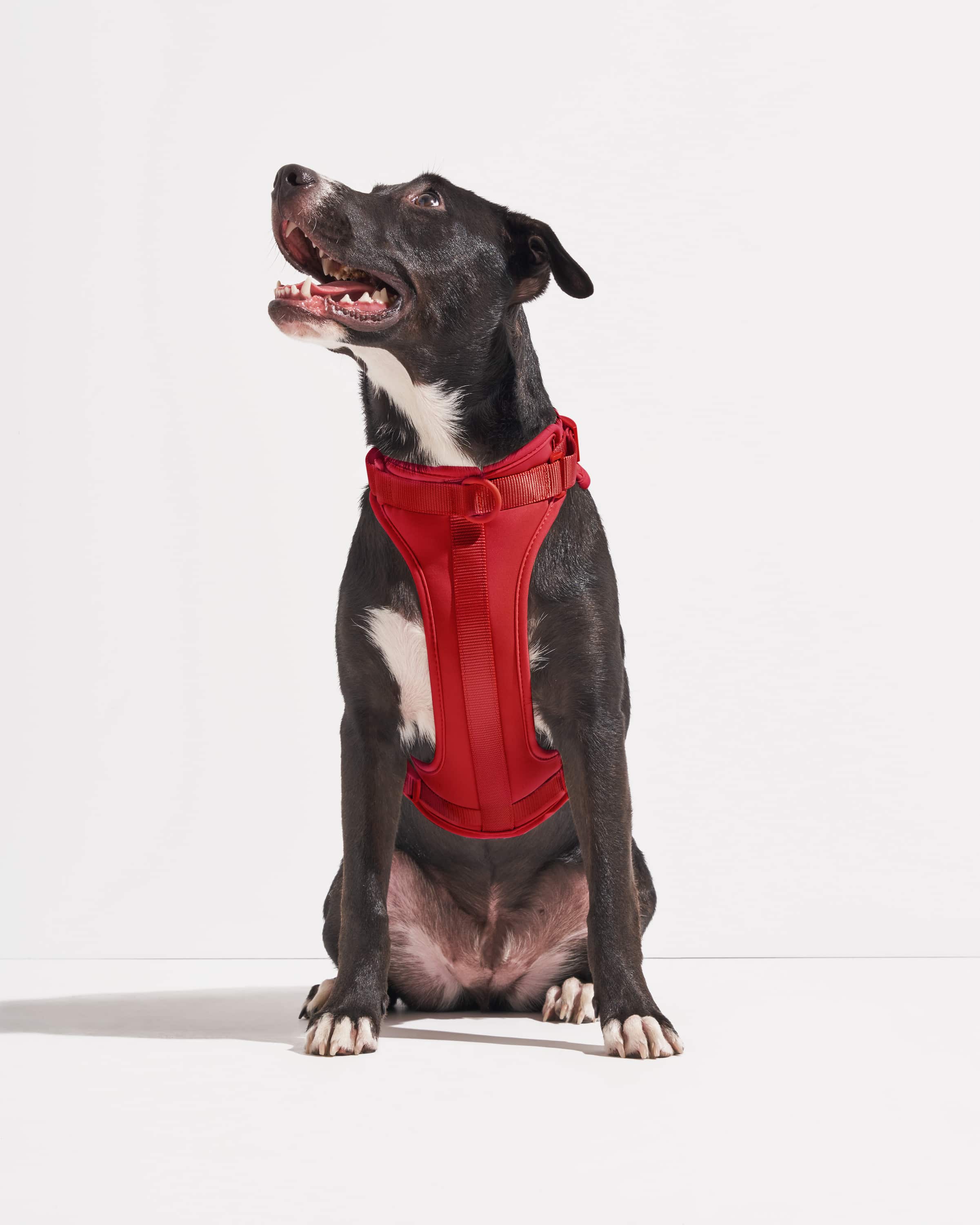 Cushioned Dog Harness - Image 35