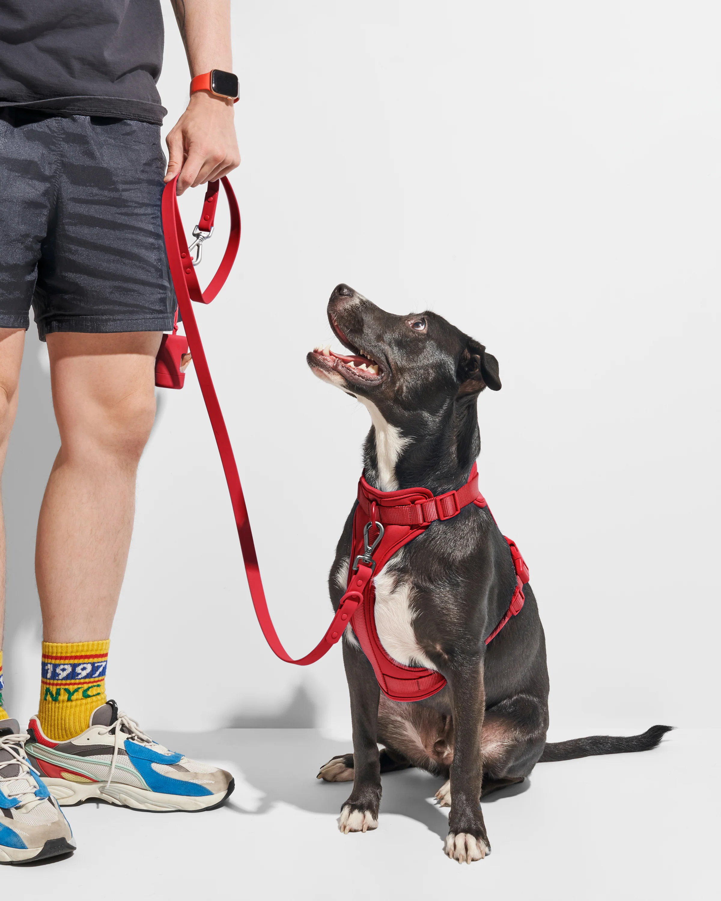 Cushioned Dog Harness - Image 38