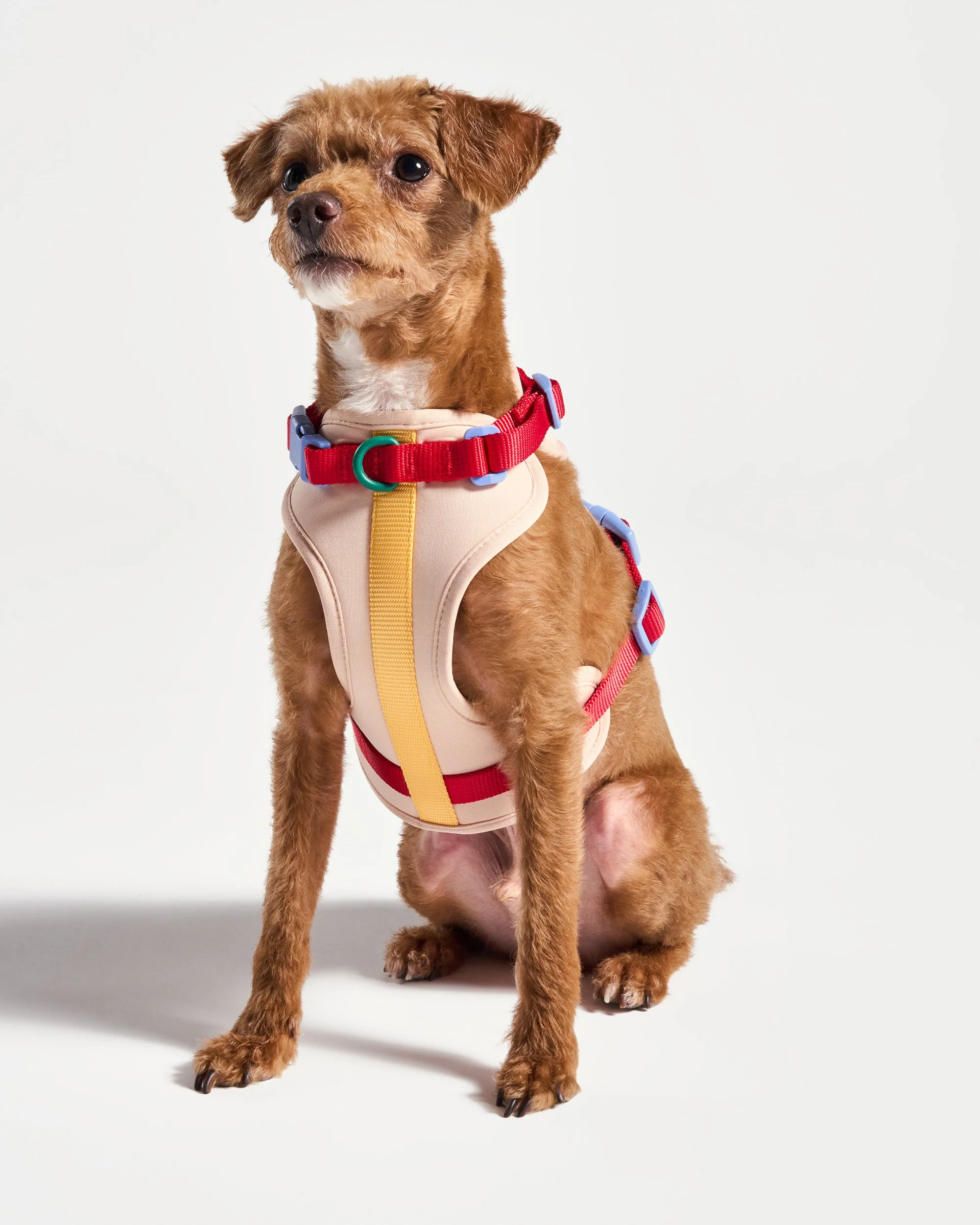 Cushioned Dog Harness - Image 4