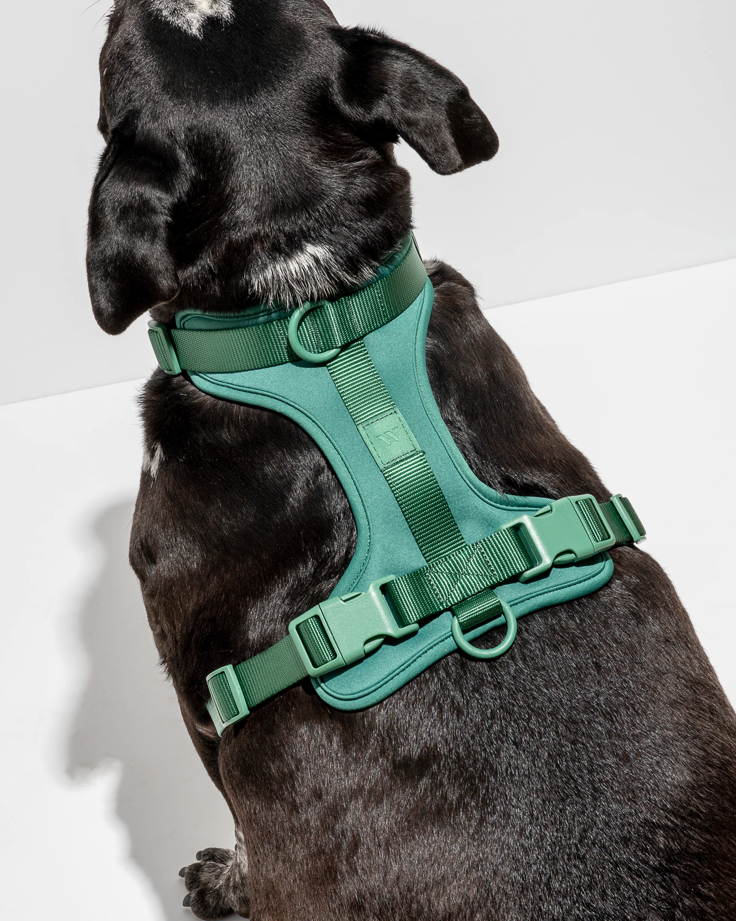 Cushioned Dog Harness - Image 41