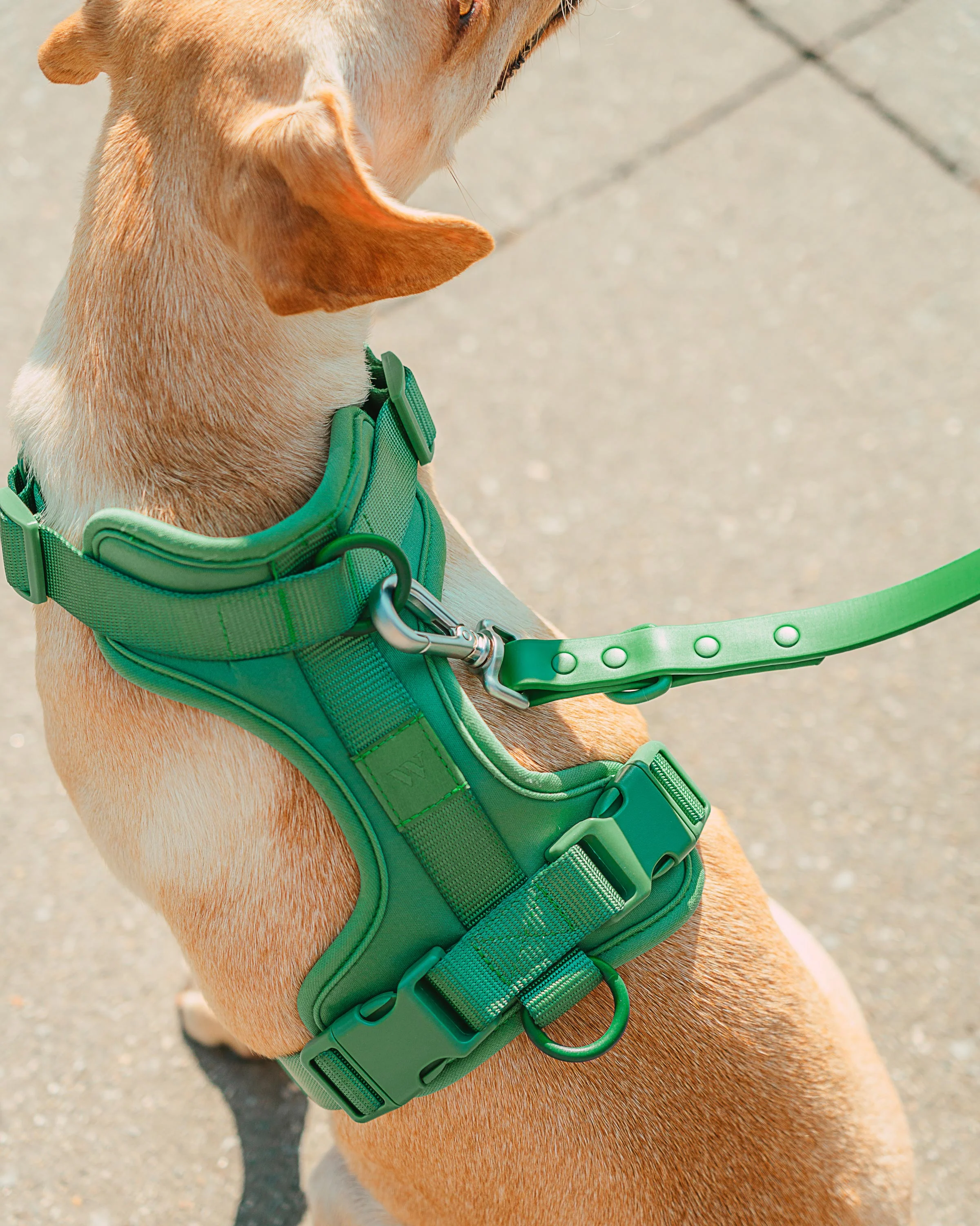 Cushioned Dog Harness - Image 42