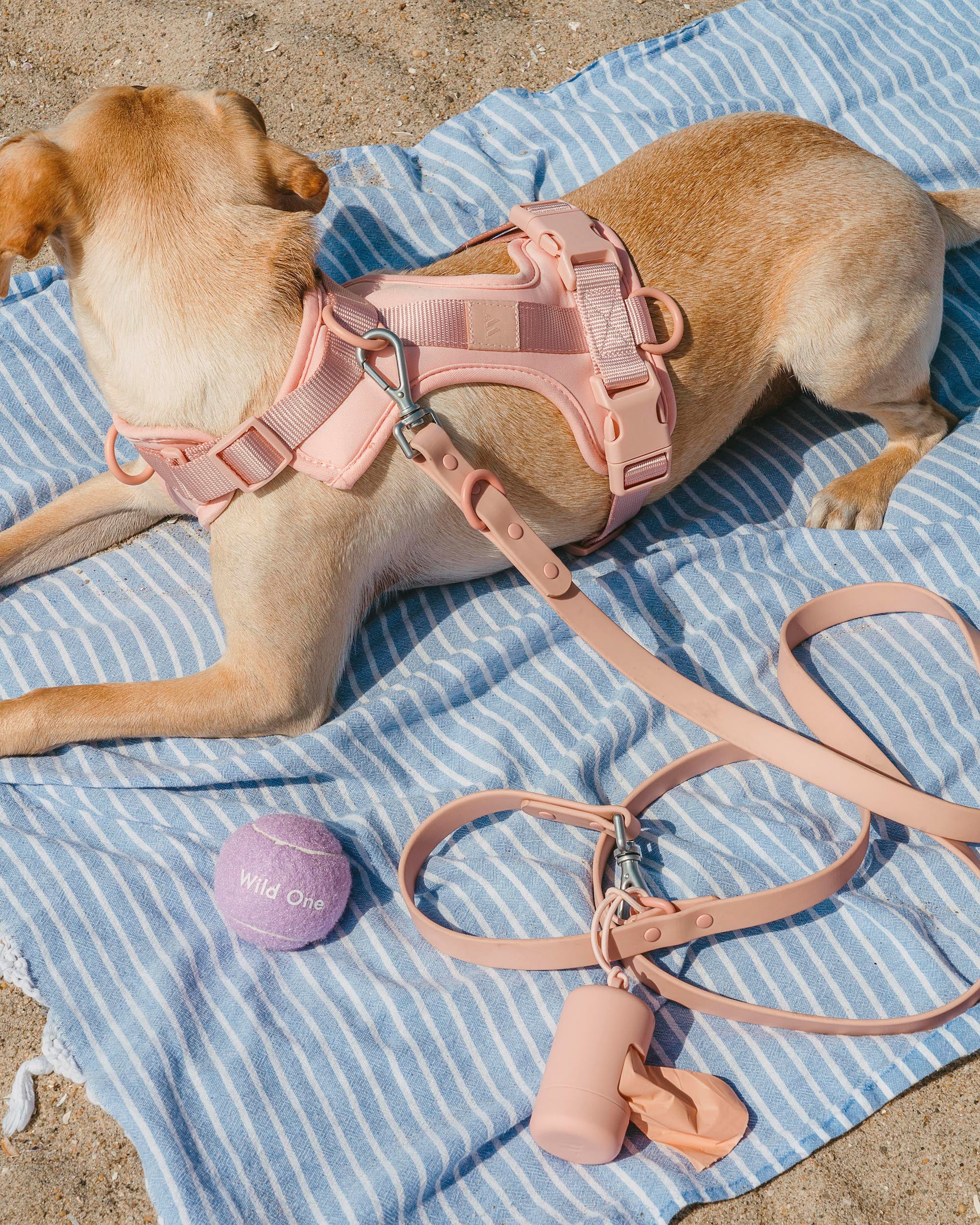 Cushioned Dog Harness - Image 46