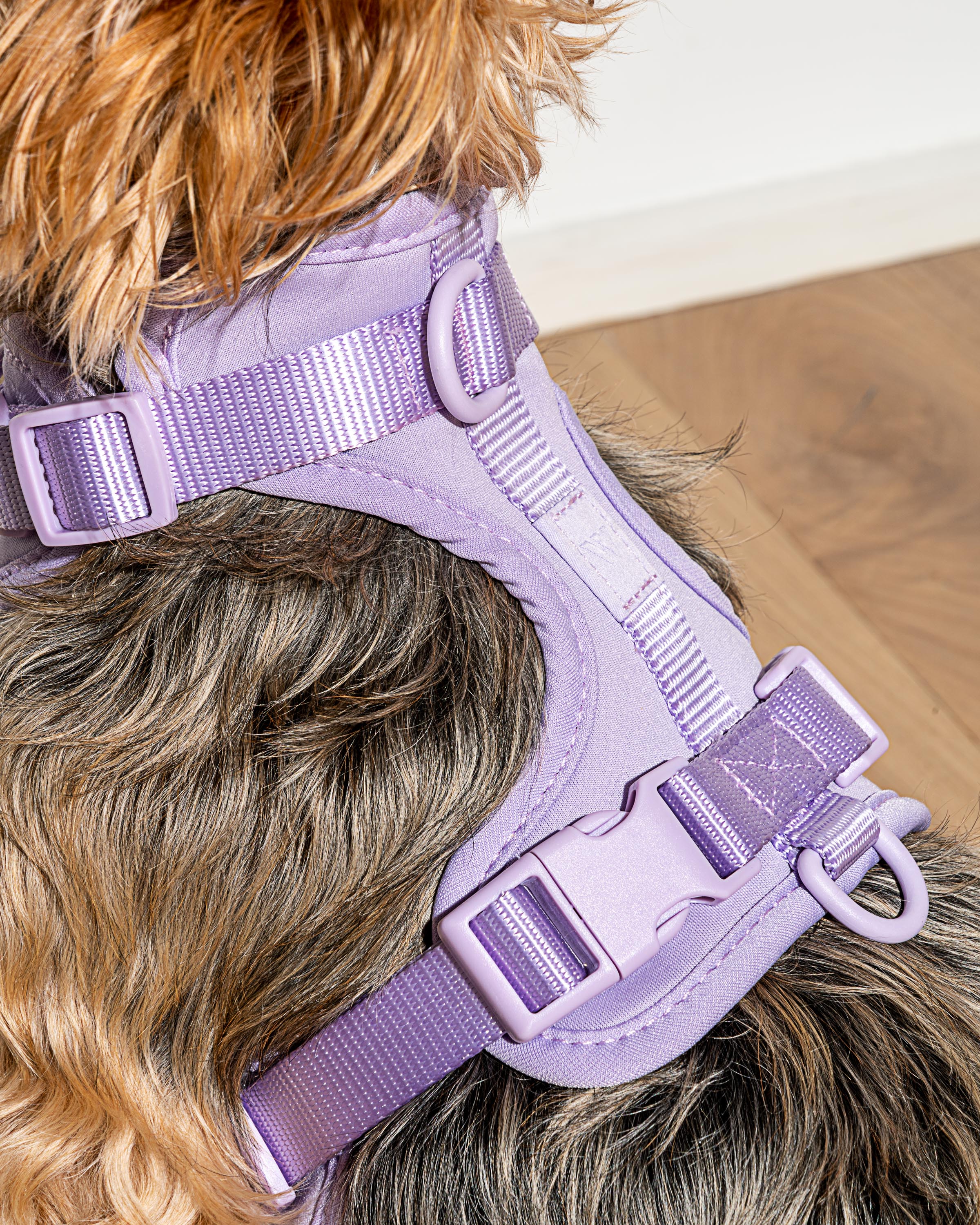 Cushioned Dog Harness - Image 48