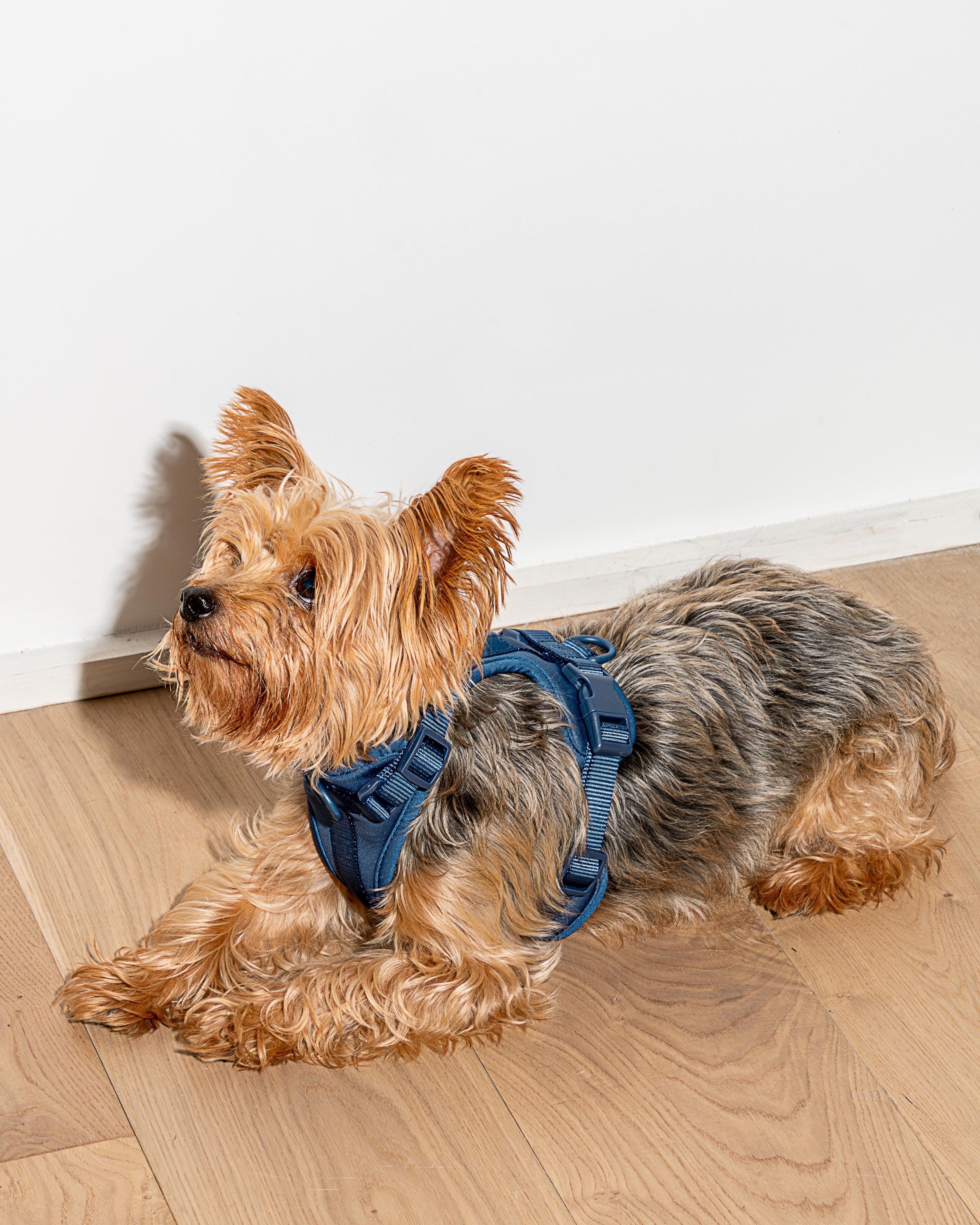 Cushioned Dog Harness - Image 51