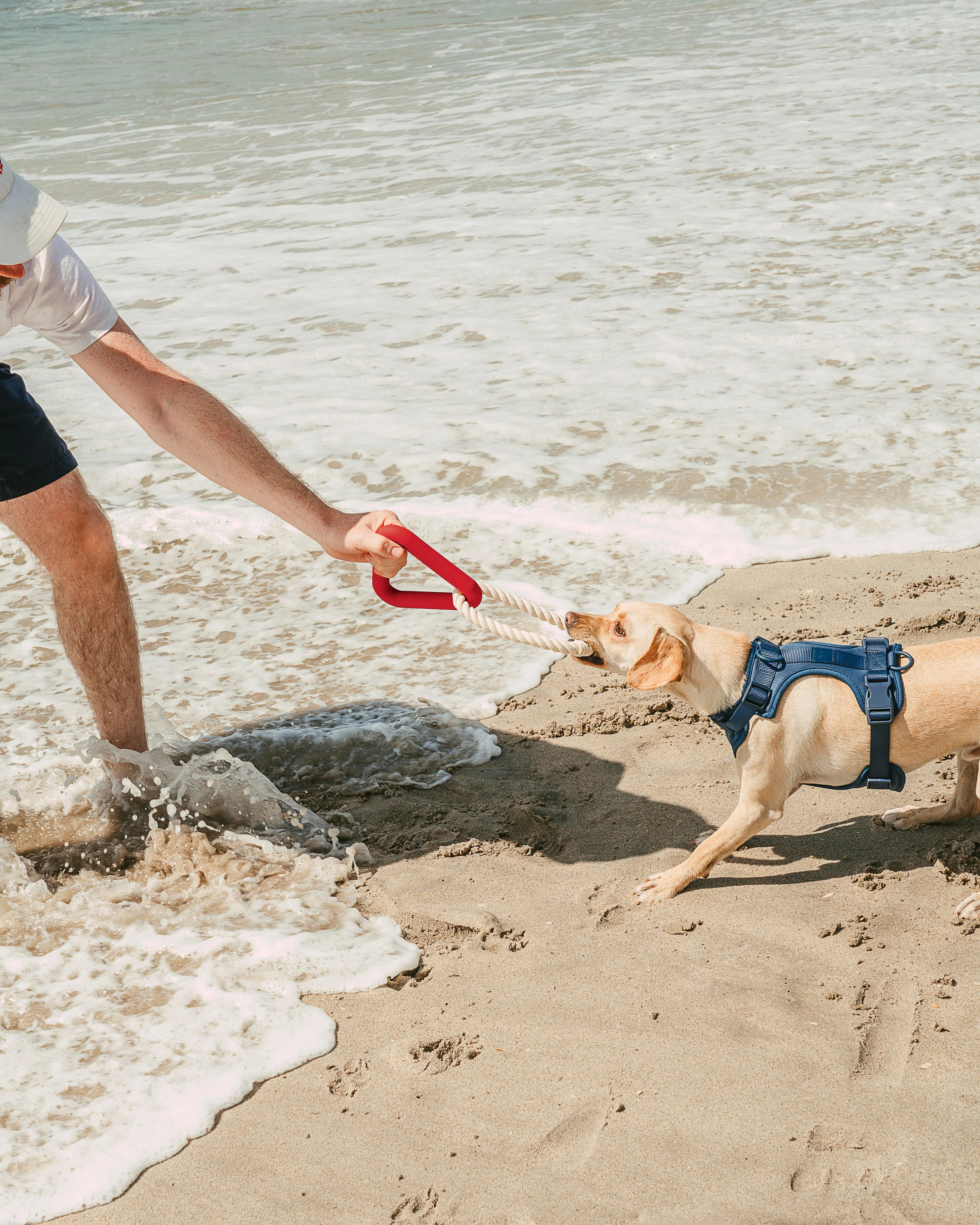 Cushioned Dog Harness - Image 56