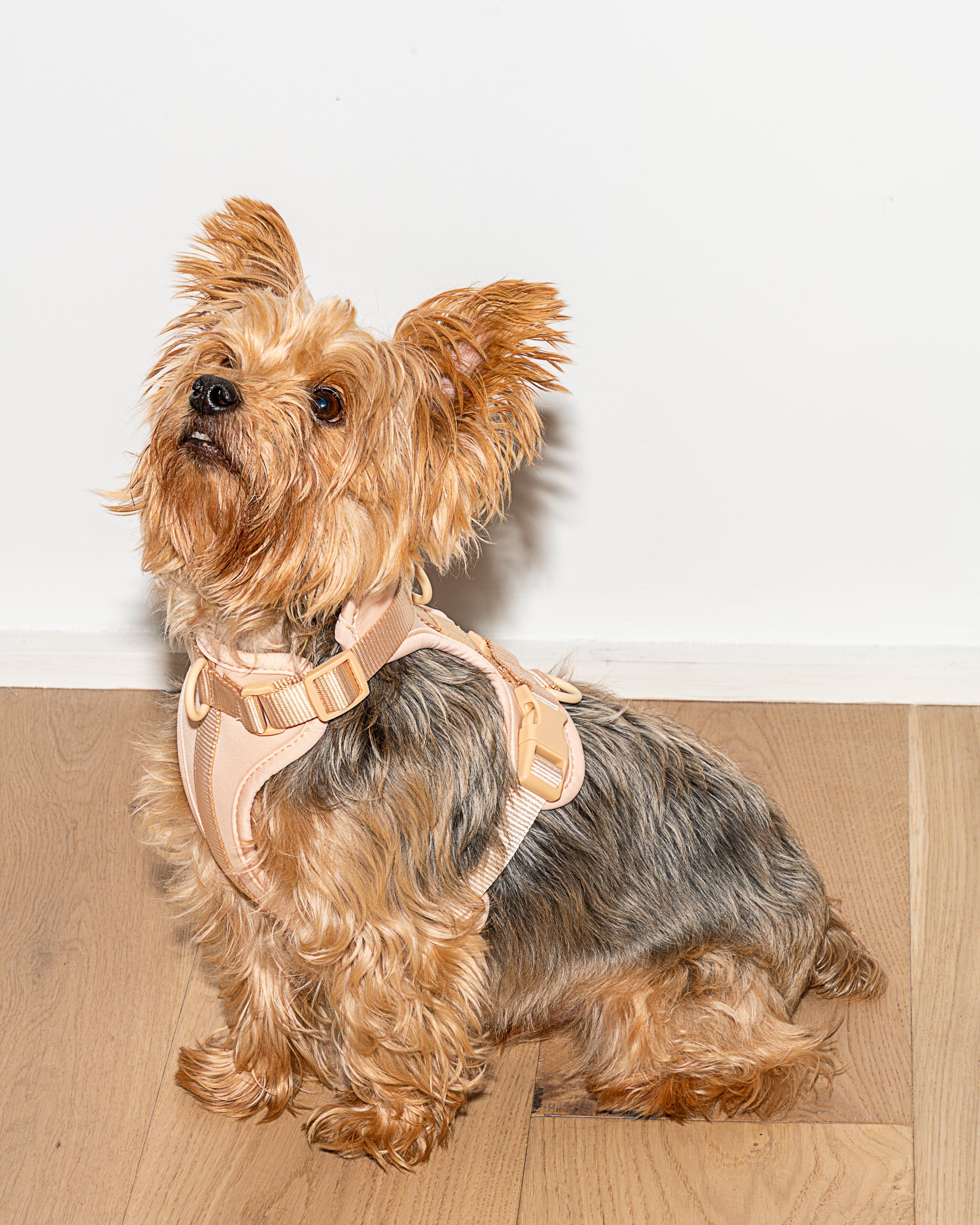 Cushioned Dog Harness - Image 58