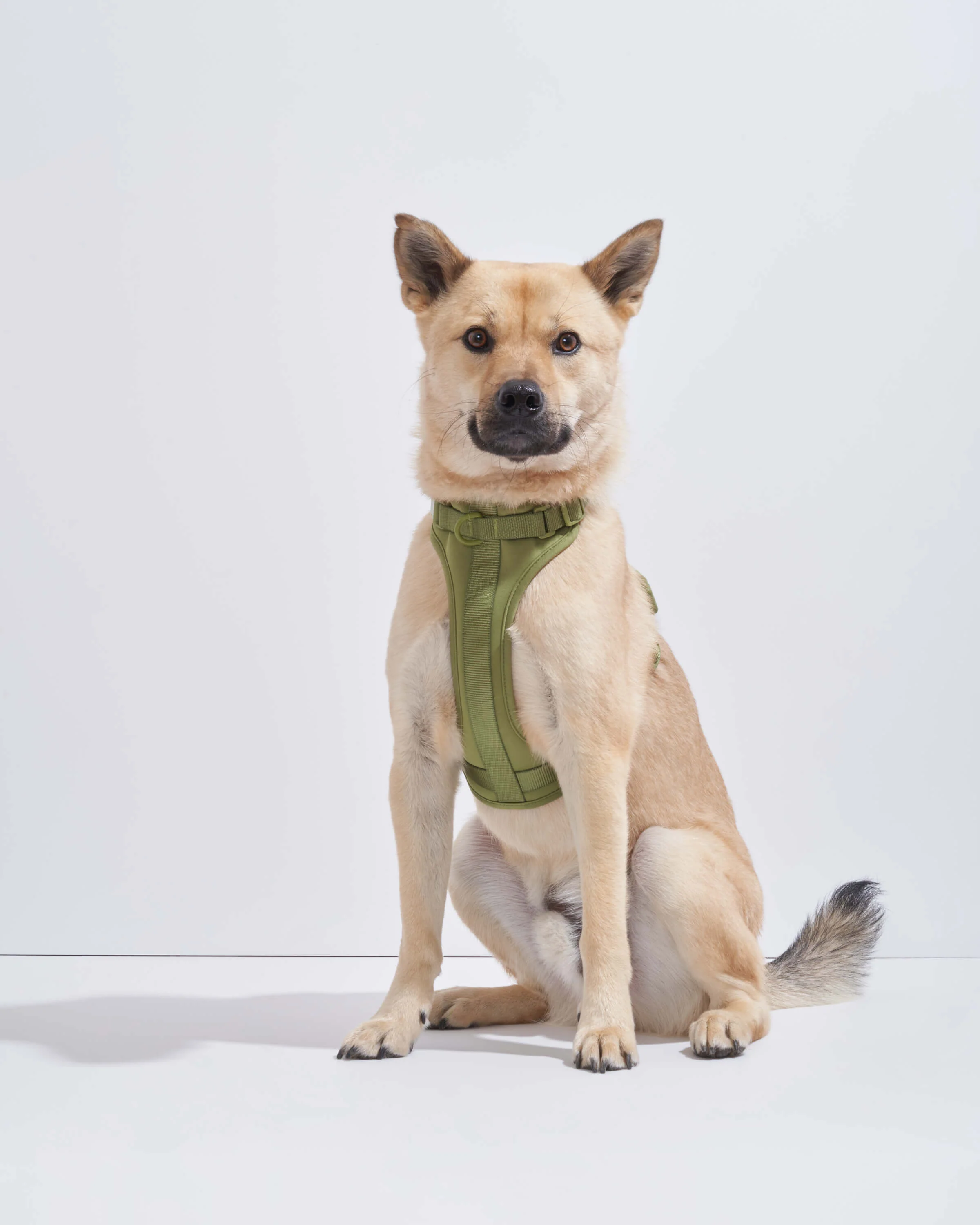 Cushioned Dog Harness - Image 6