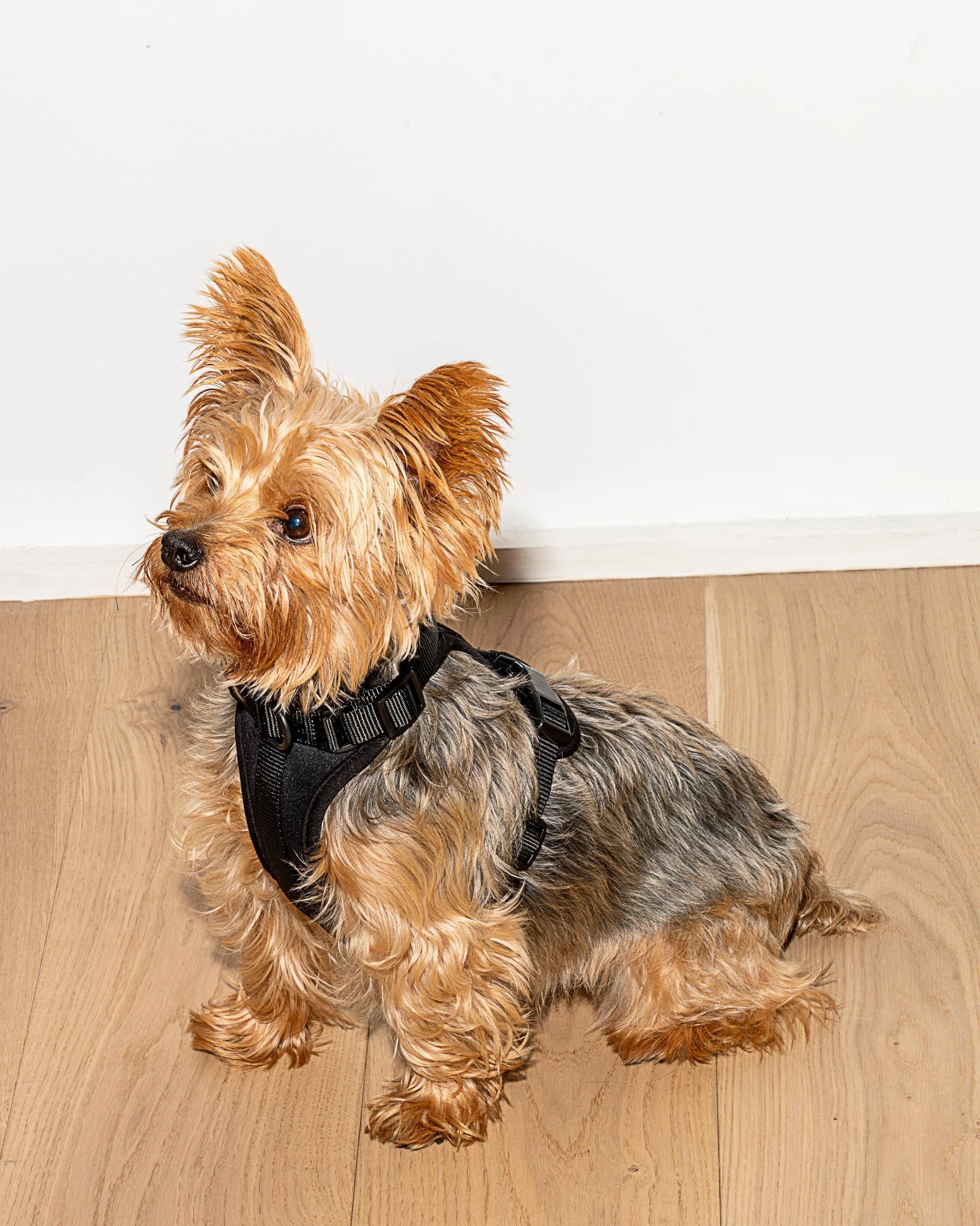 Cushioned Dog Harness - Image 63