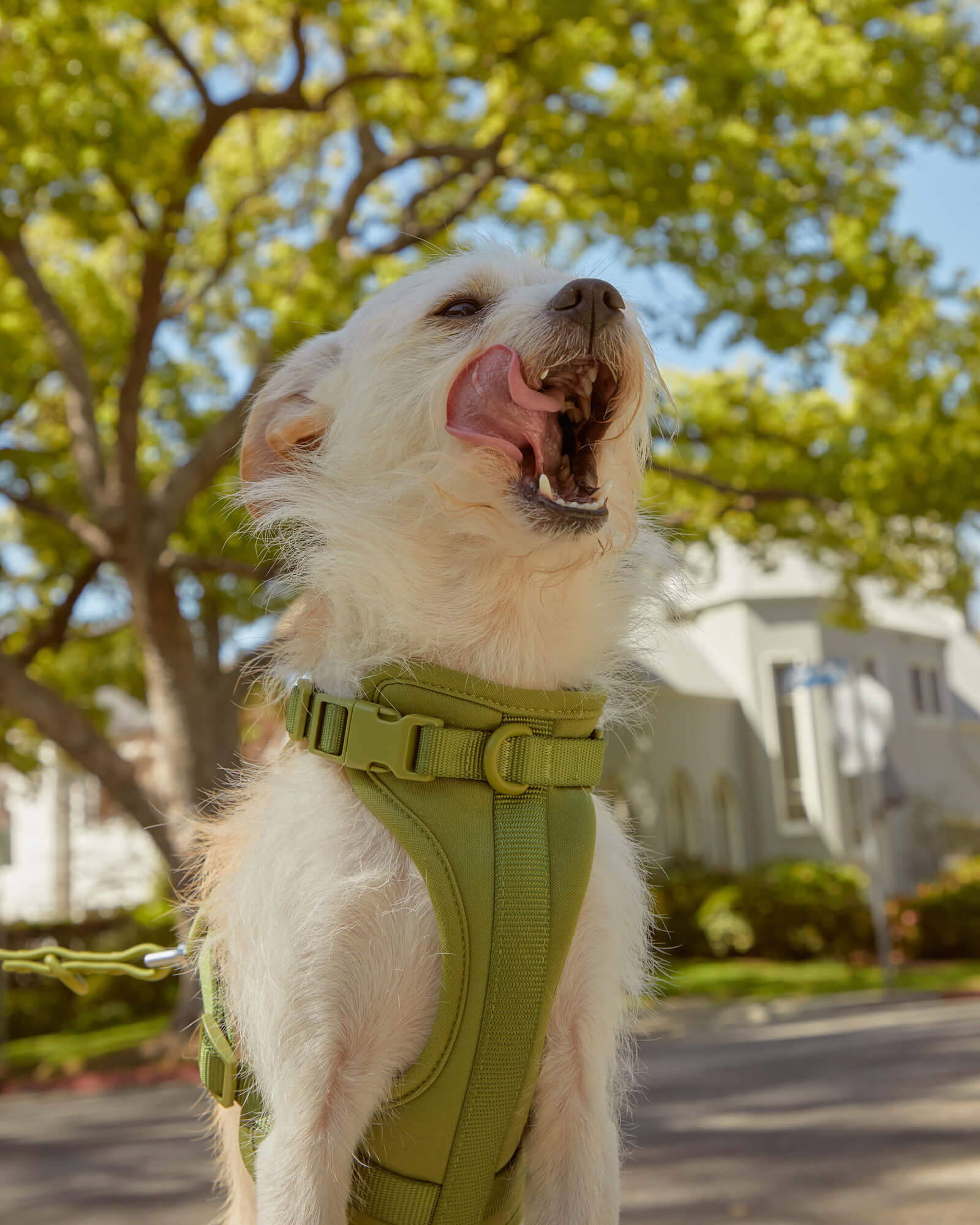 Cushioned Dog Harness - Image 71