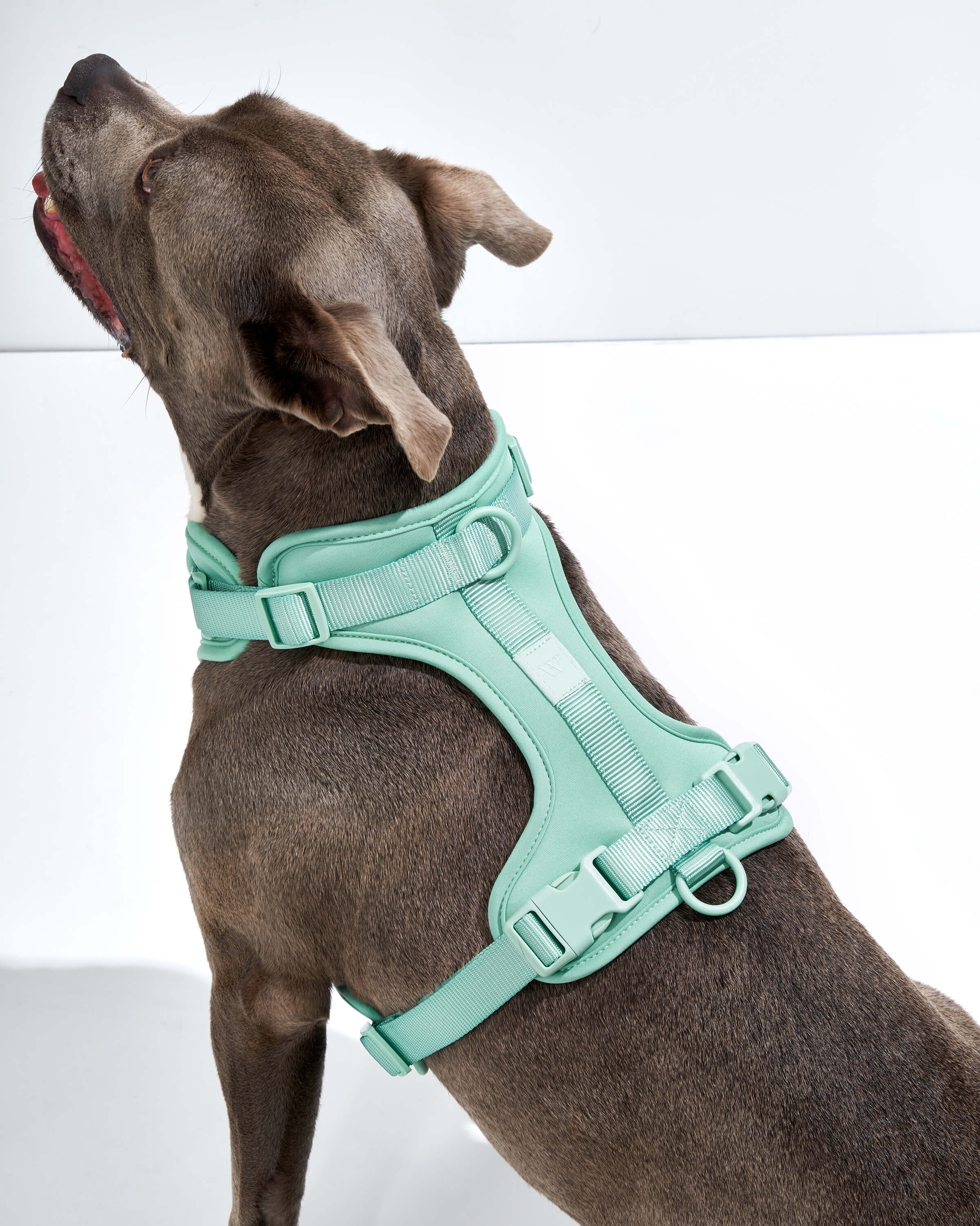 Cushioned Dog Harness - Image 73