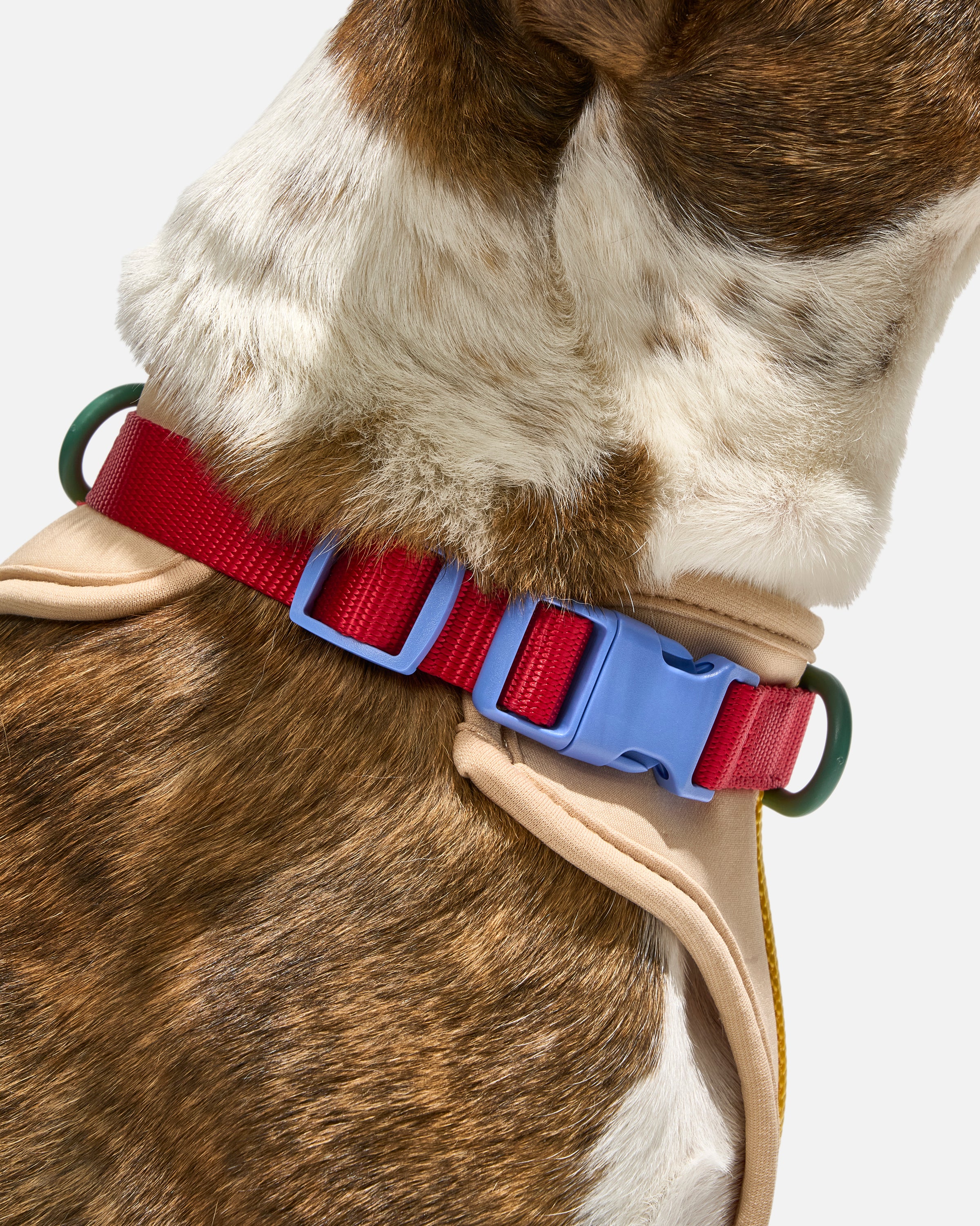 Cushioned Dog Harness - Image 77
