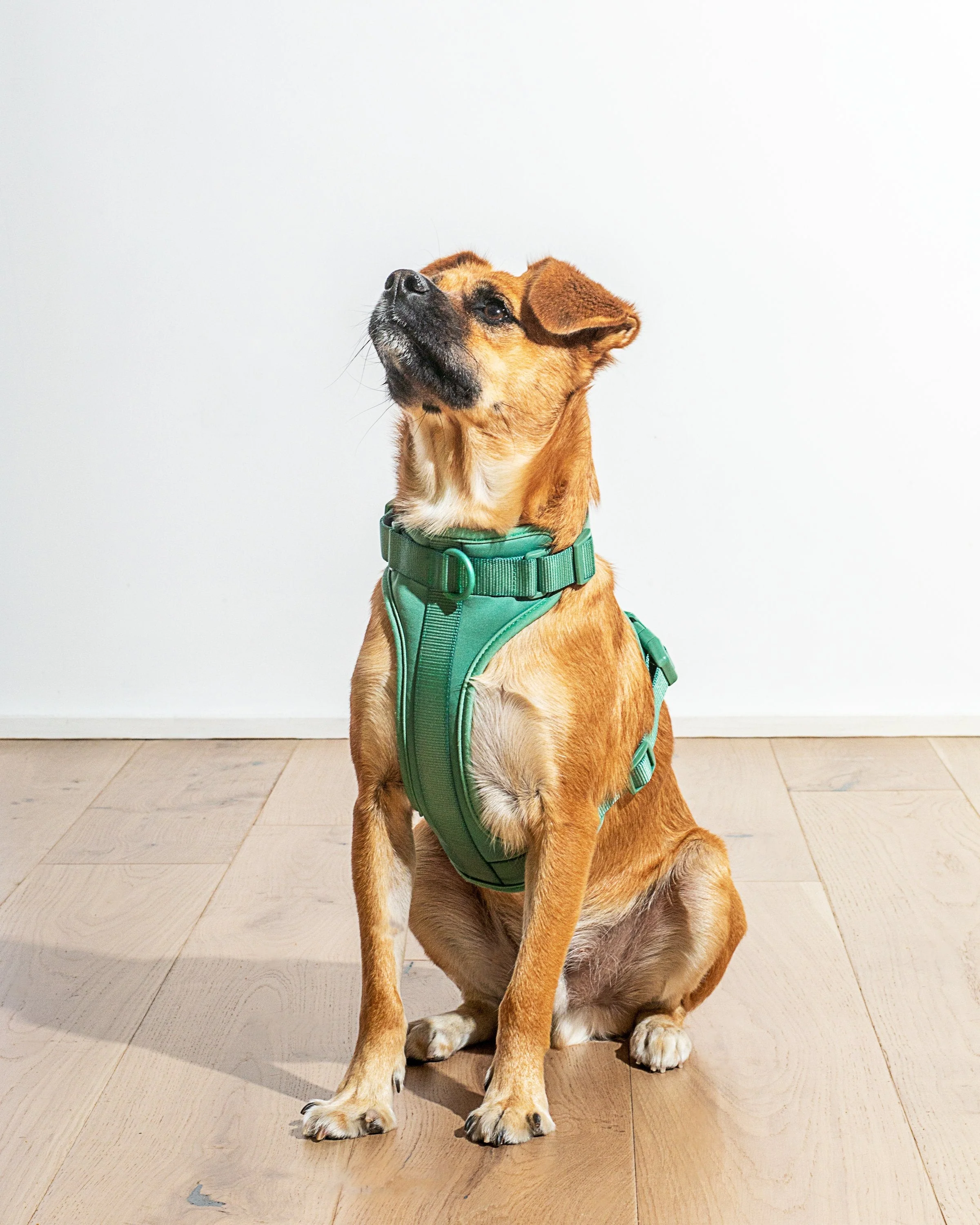 Cushioned Dog Harness - Image 8