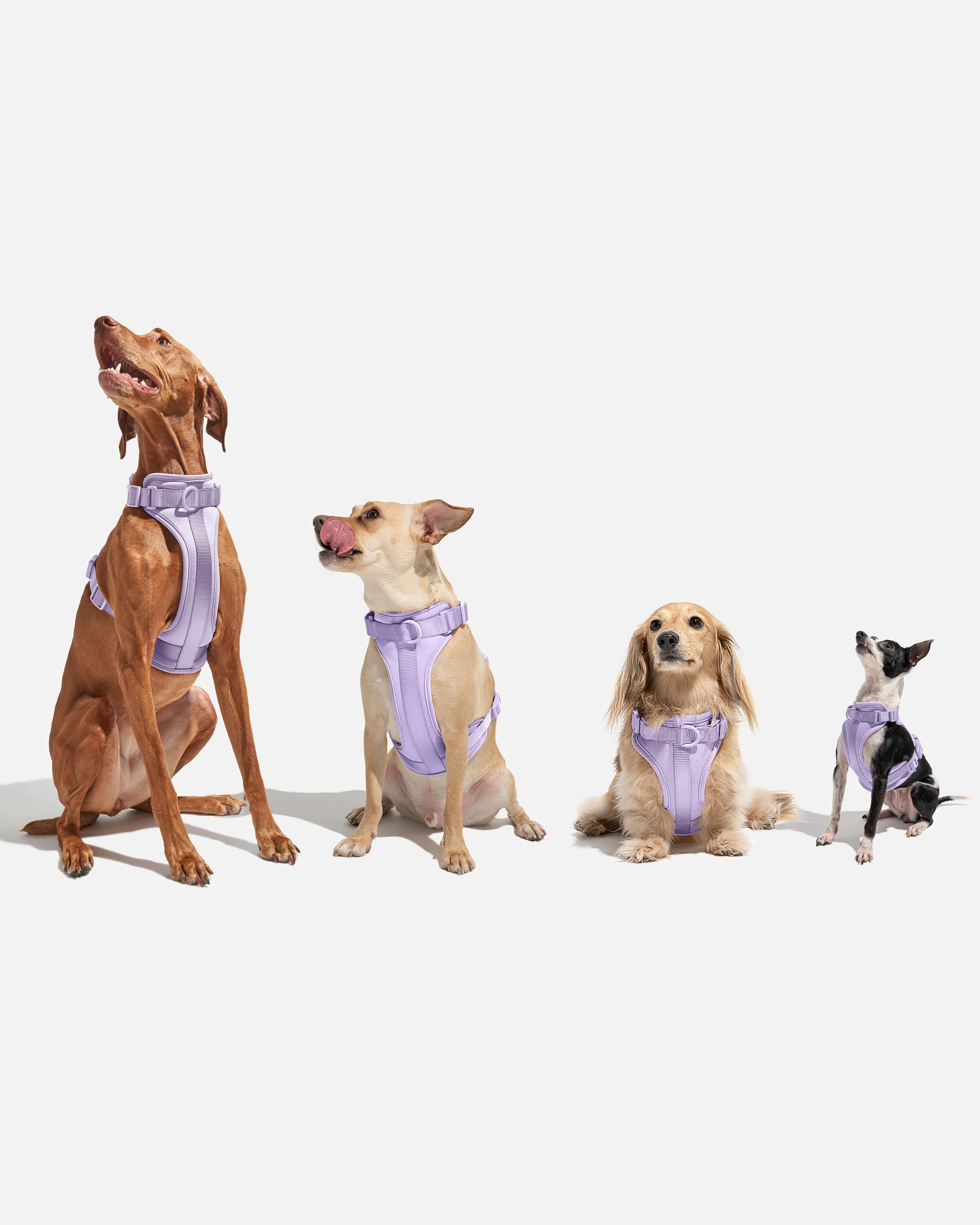 Cushioned Dog Harness - Image 82