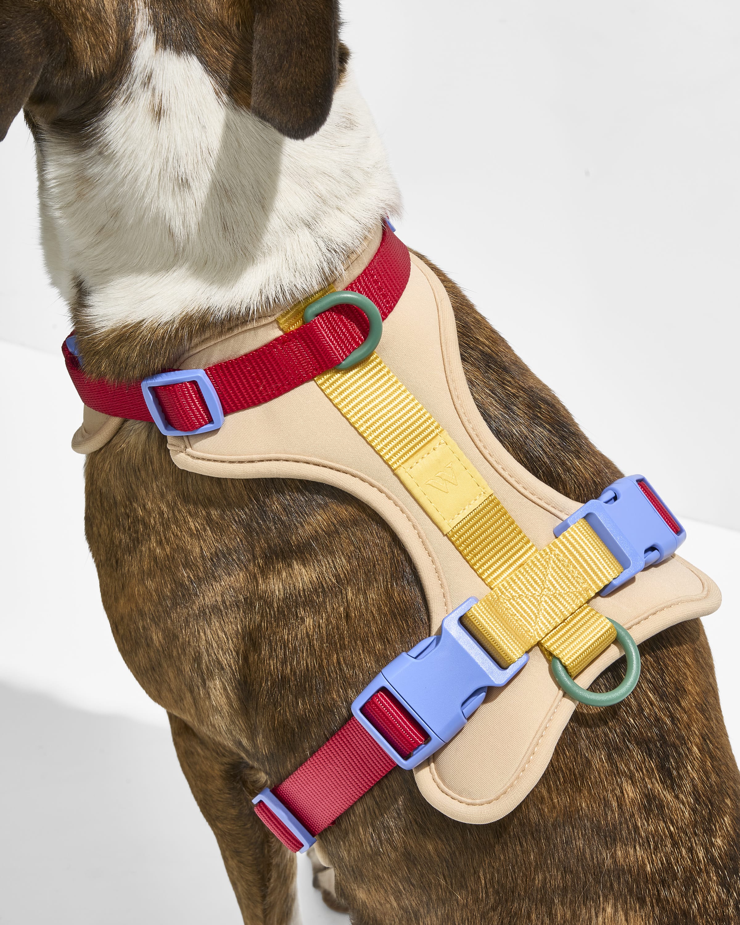Cushioned Harness + Hands-Free Rope Leash Walk Kit - Image 6