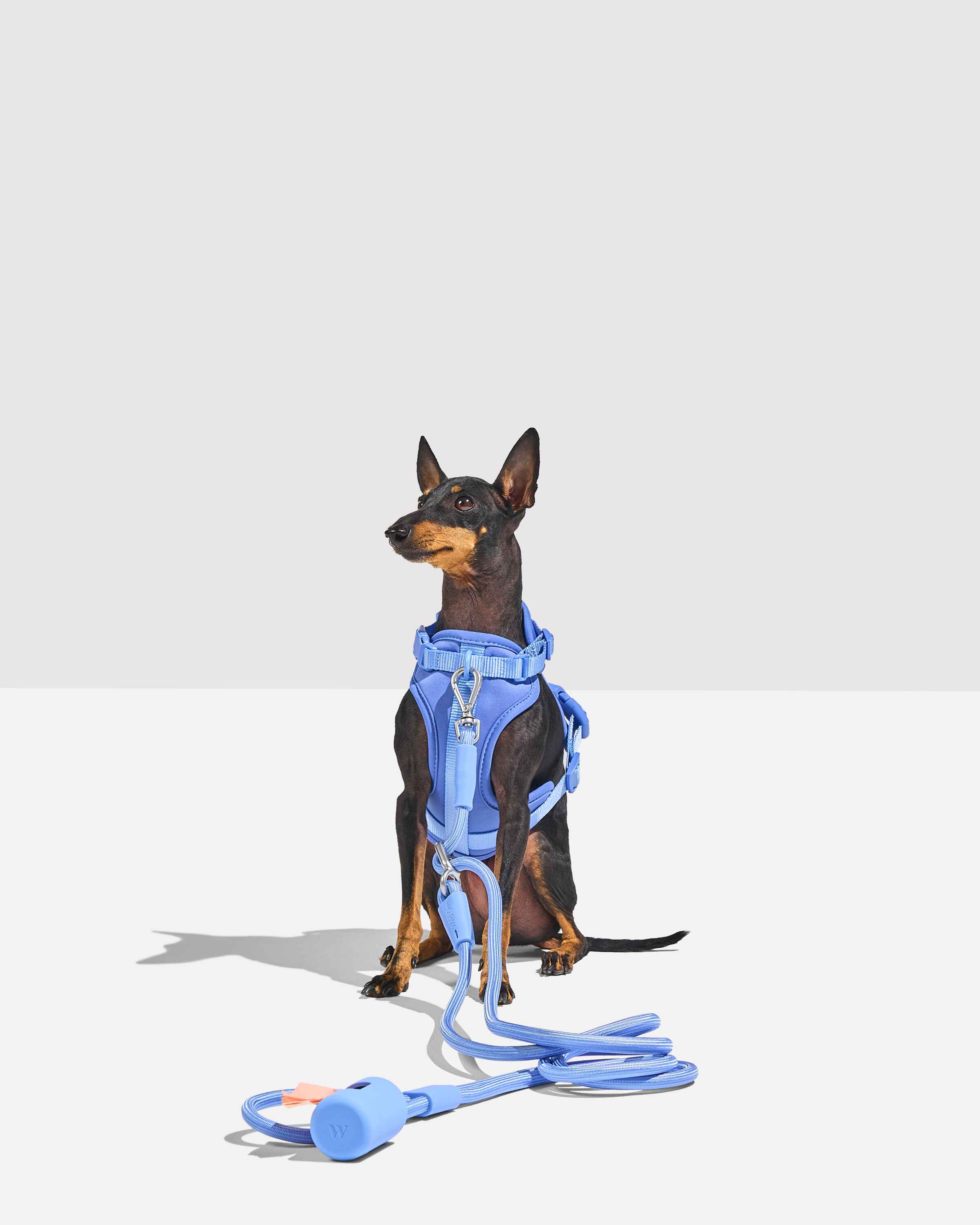 Hands-Free Rope Dog Leash - Image 13