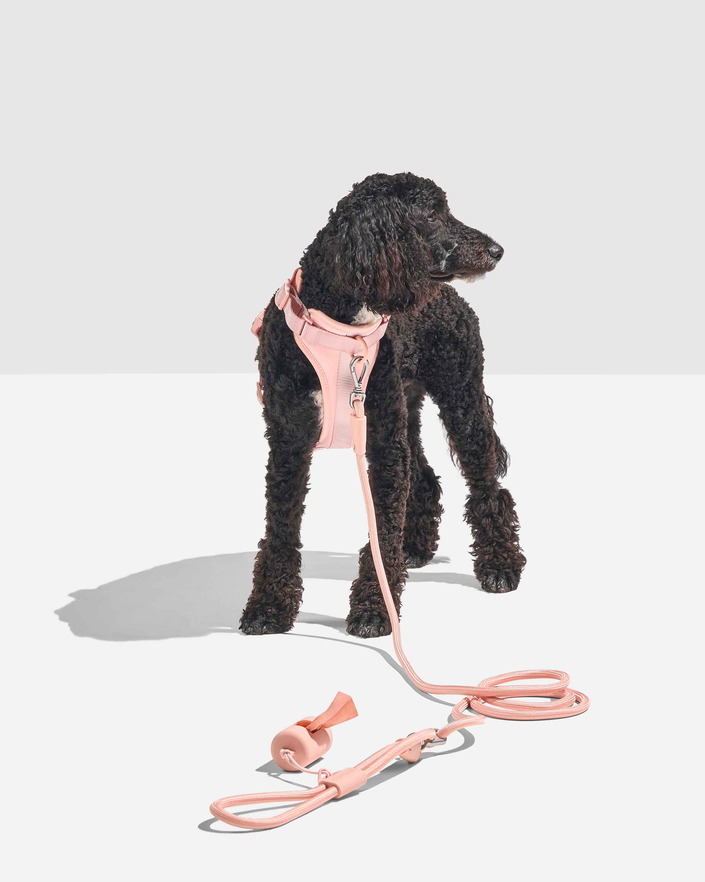 Hands-Free Rope Dog Leash - Image 15