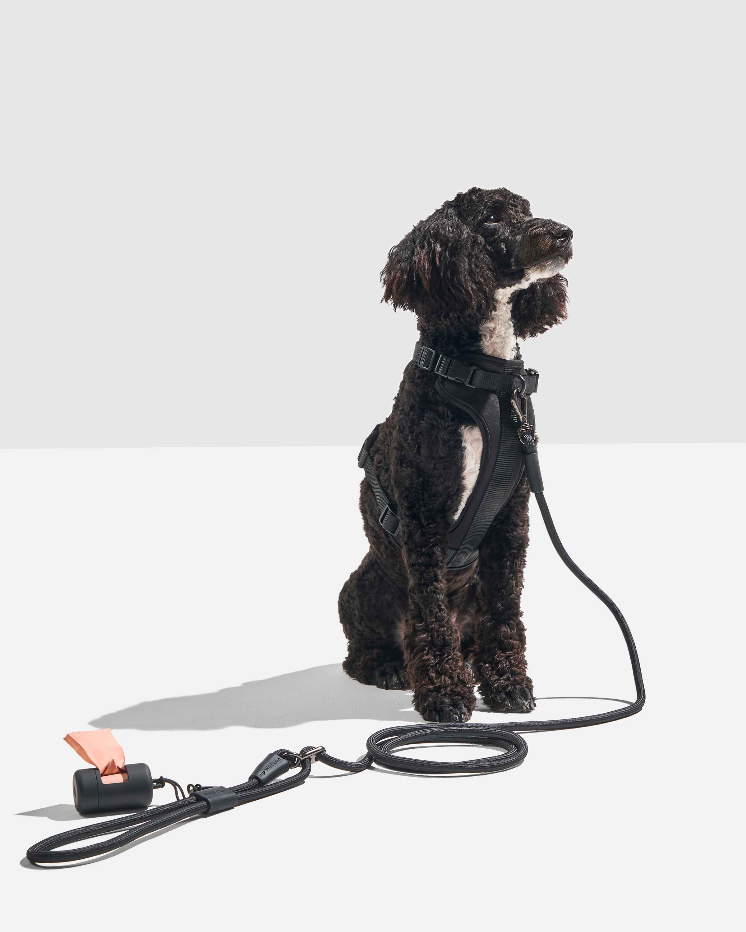 Hands-Free Rope Dog Leash - Image 19