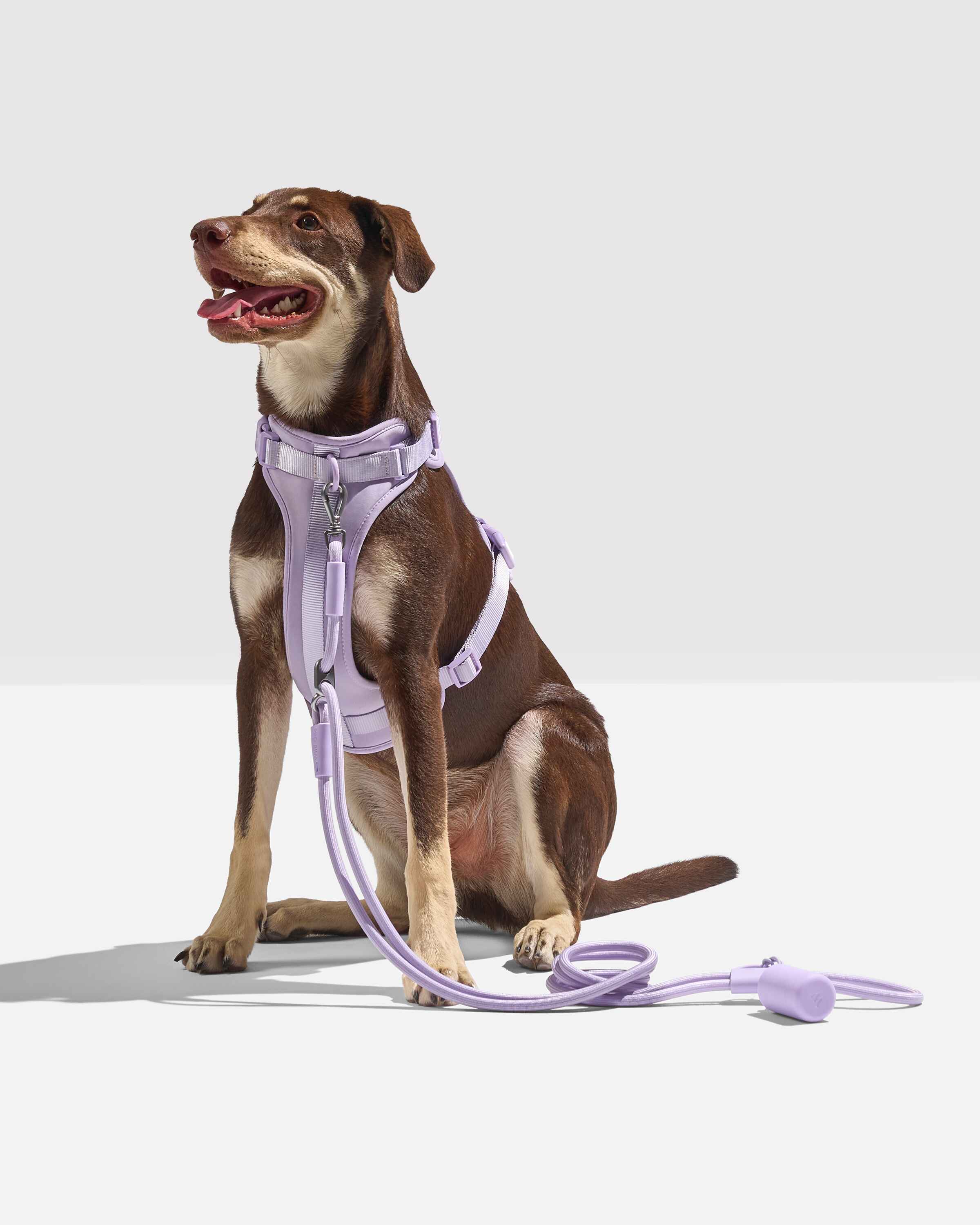 Hands-Free Rope Dog Leash - Image 6