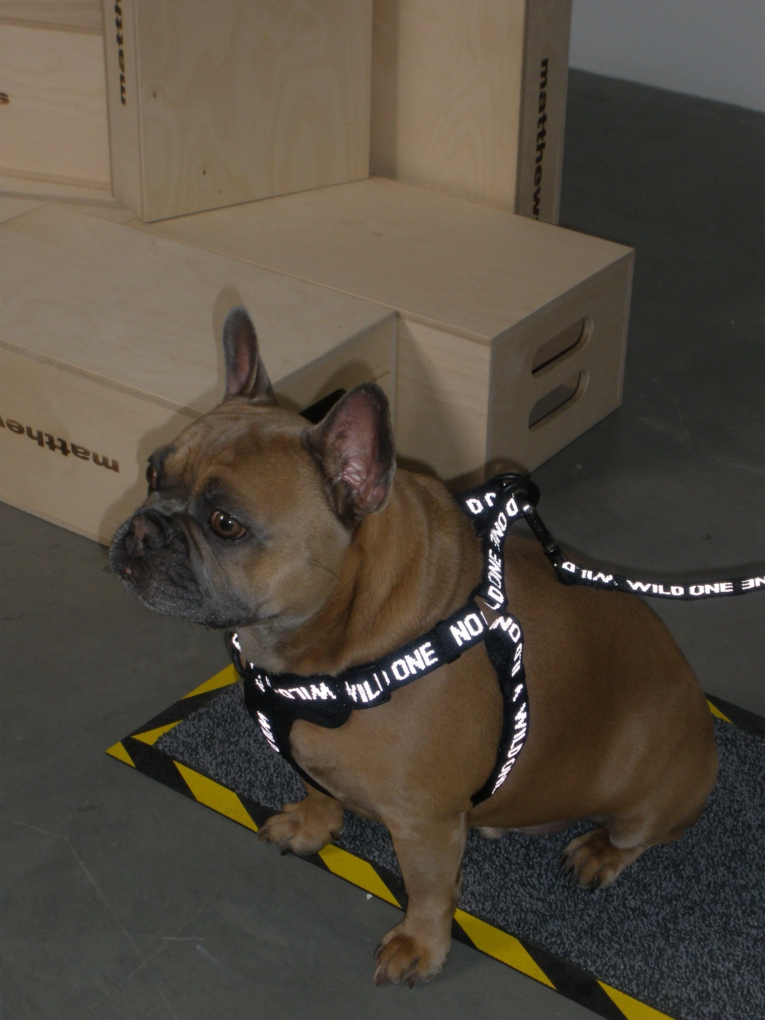 Lightweight Dog Leash - Image 14