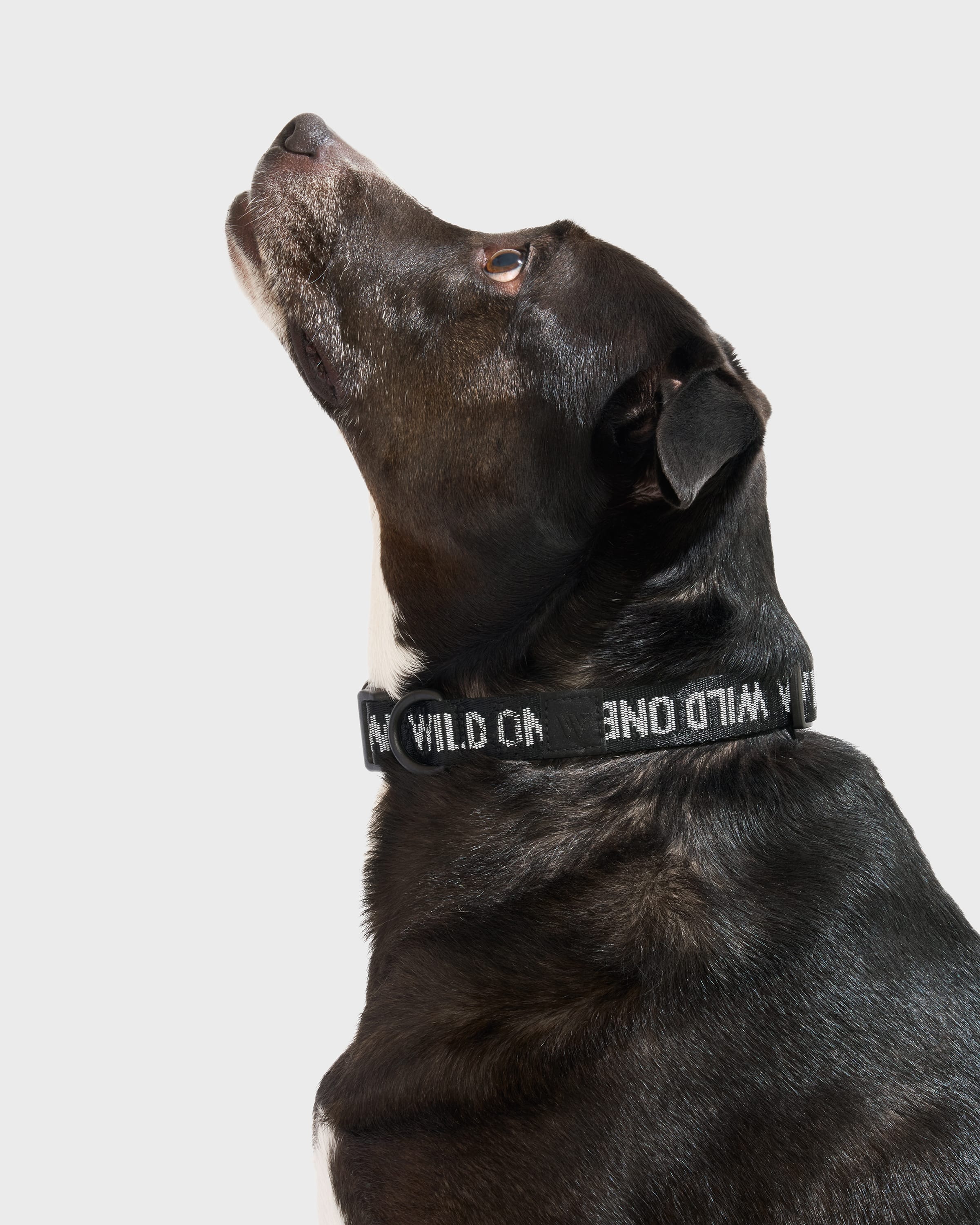 Quick-Release Dog Collar - Image 8
