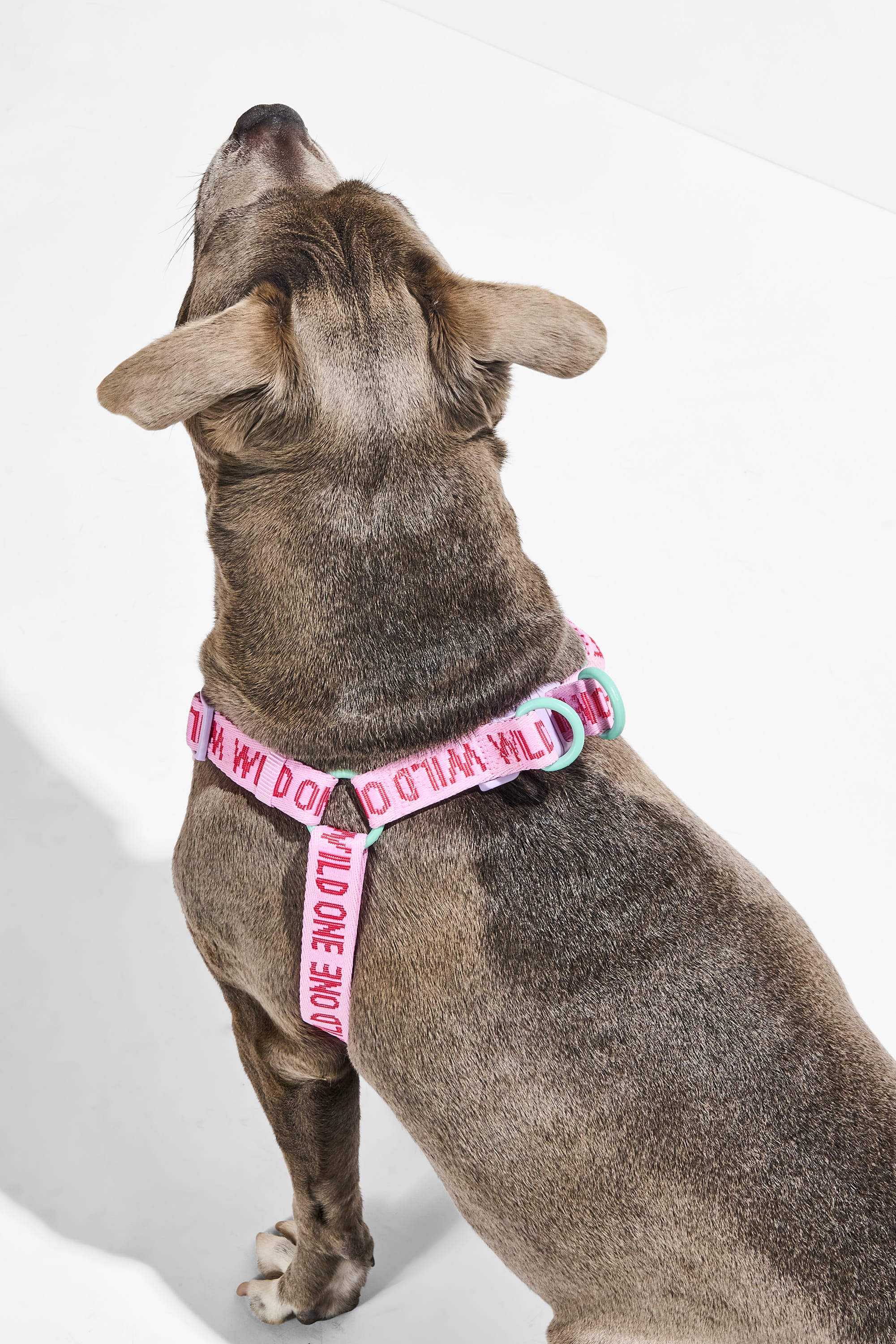 Step-In Dog Harness - Image 10