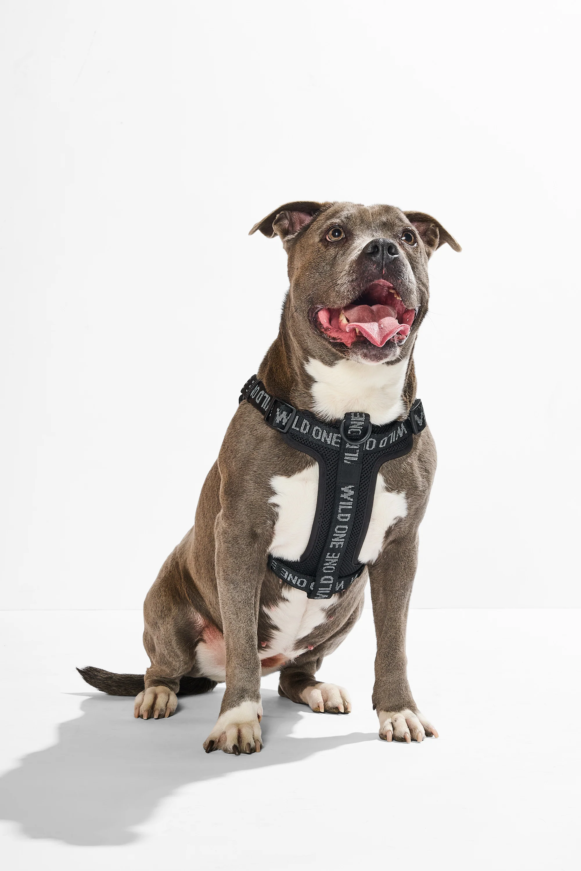 Step-In Dog Harness - Image 15
