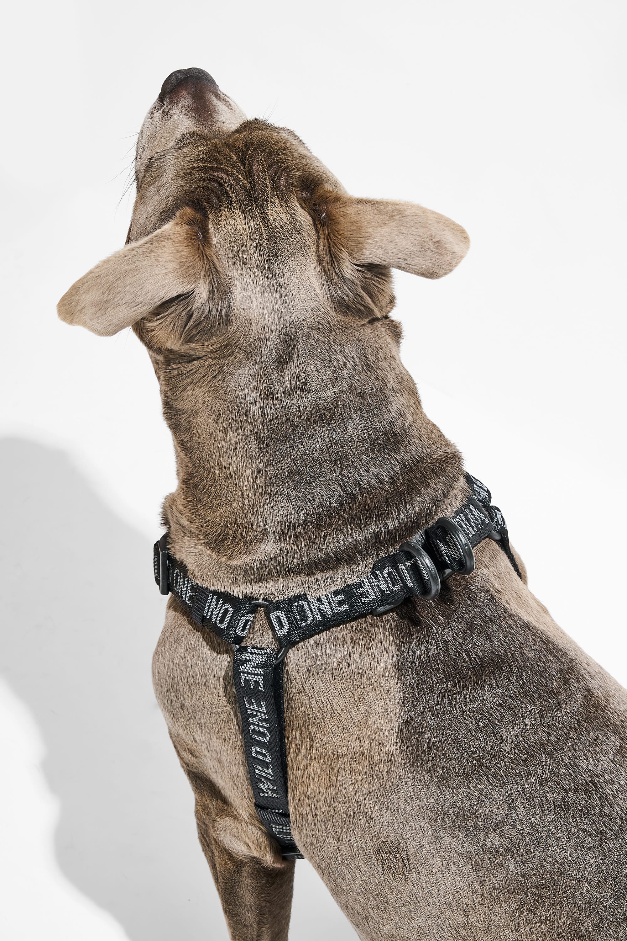 Step-In Dog Harness - Image 16