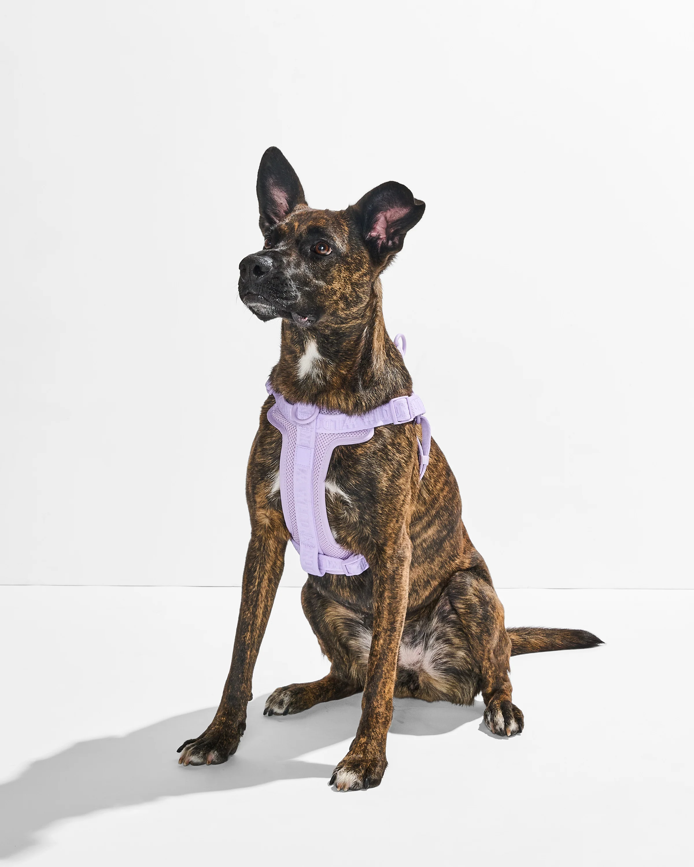 Step-In Dog Harness - Image 19