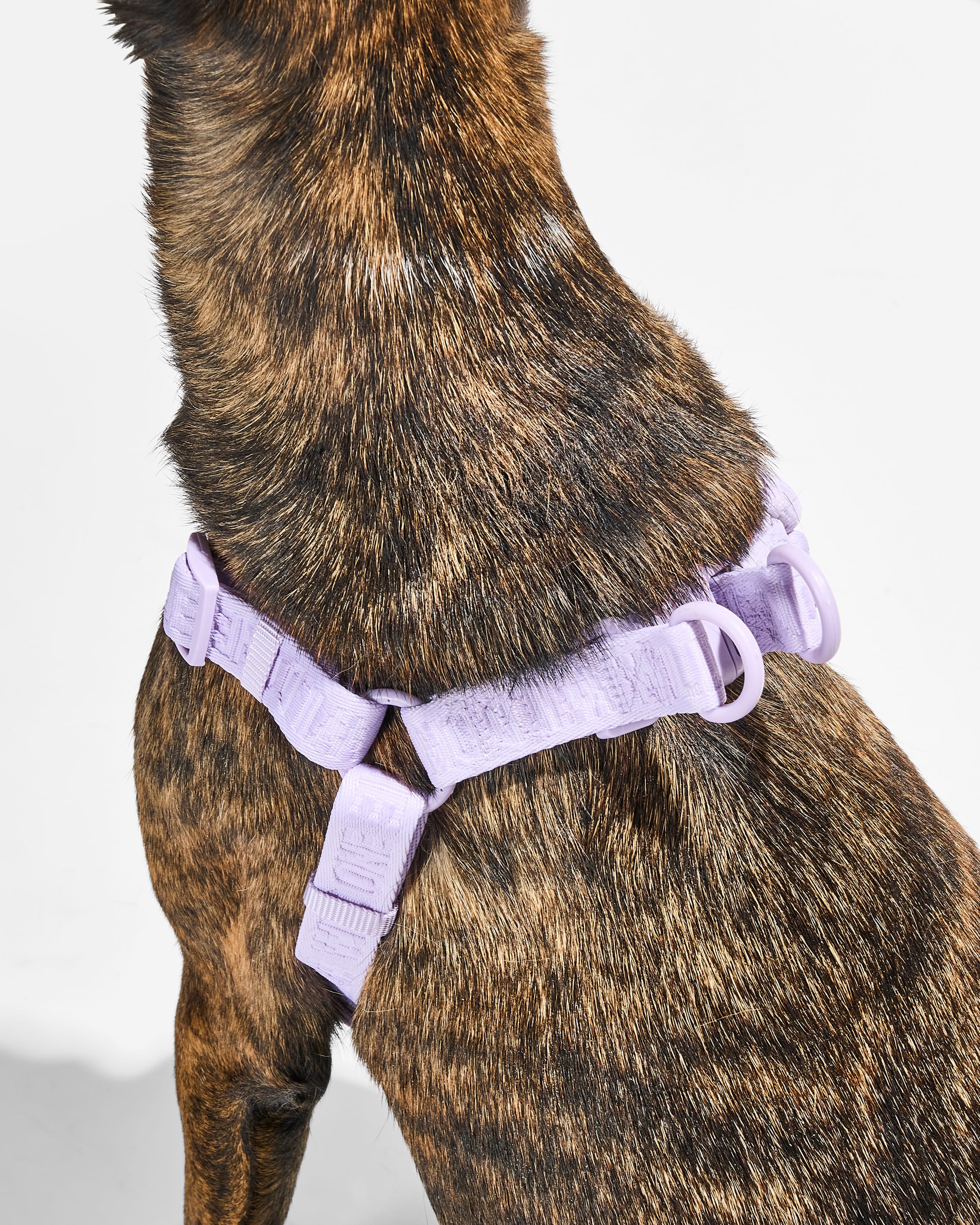 Step-In Dog Harness - Image 21