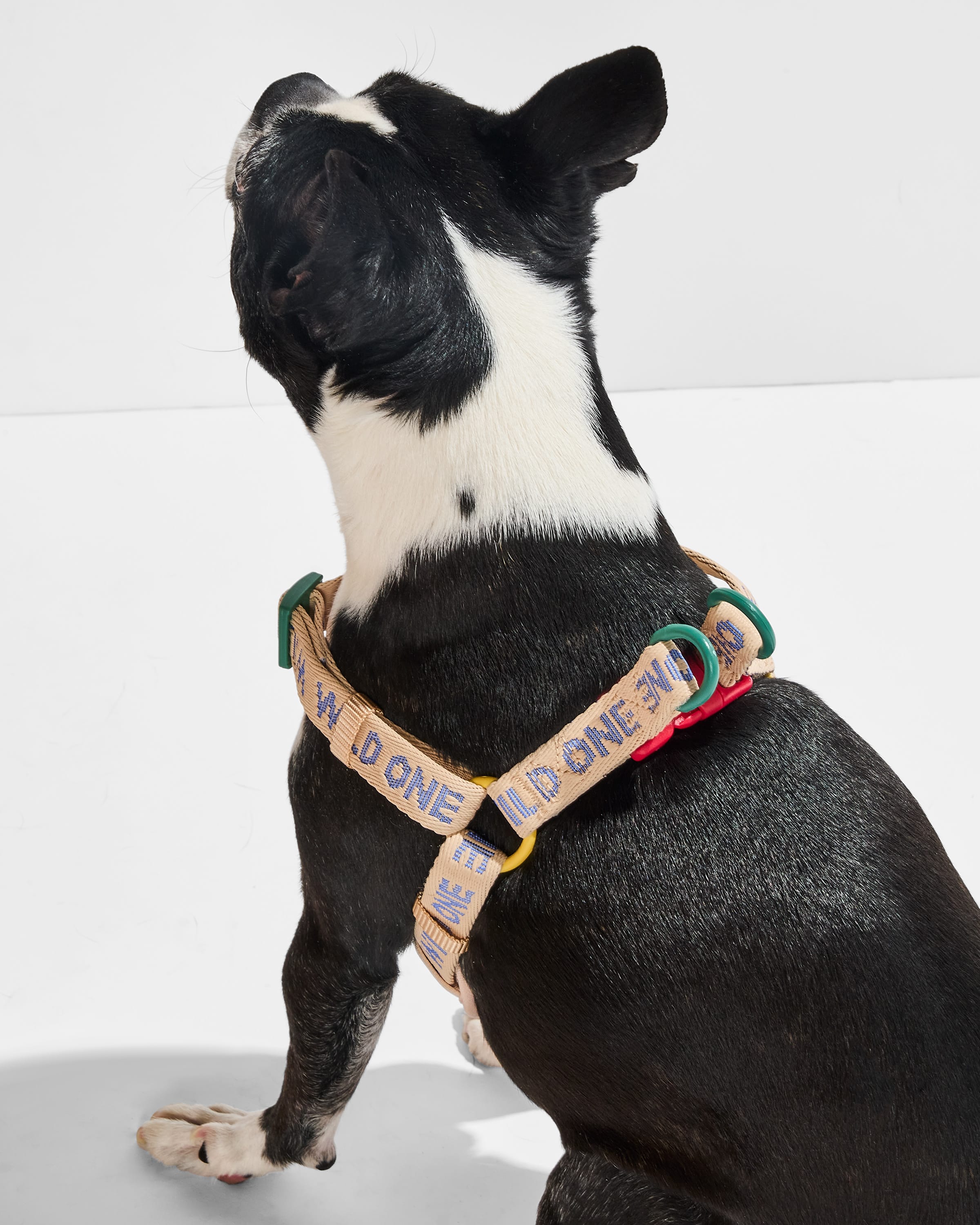 Step-In Dog Harness - Image 4
