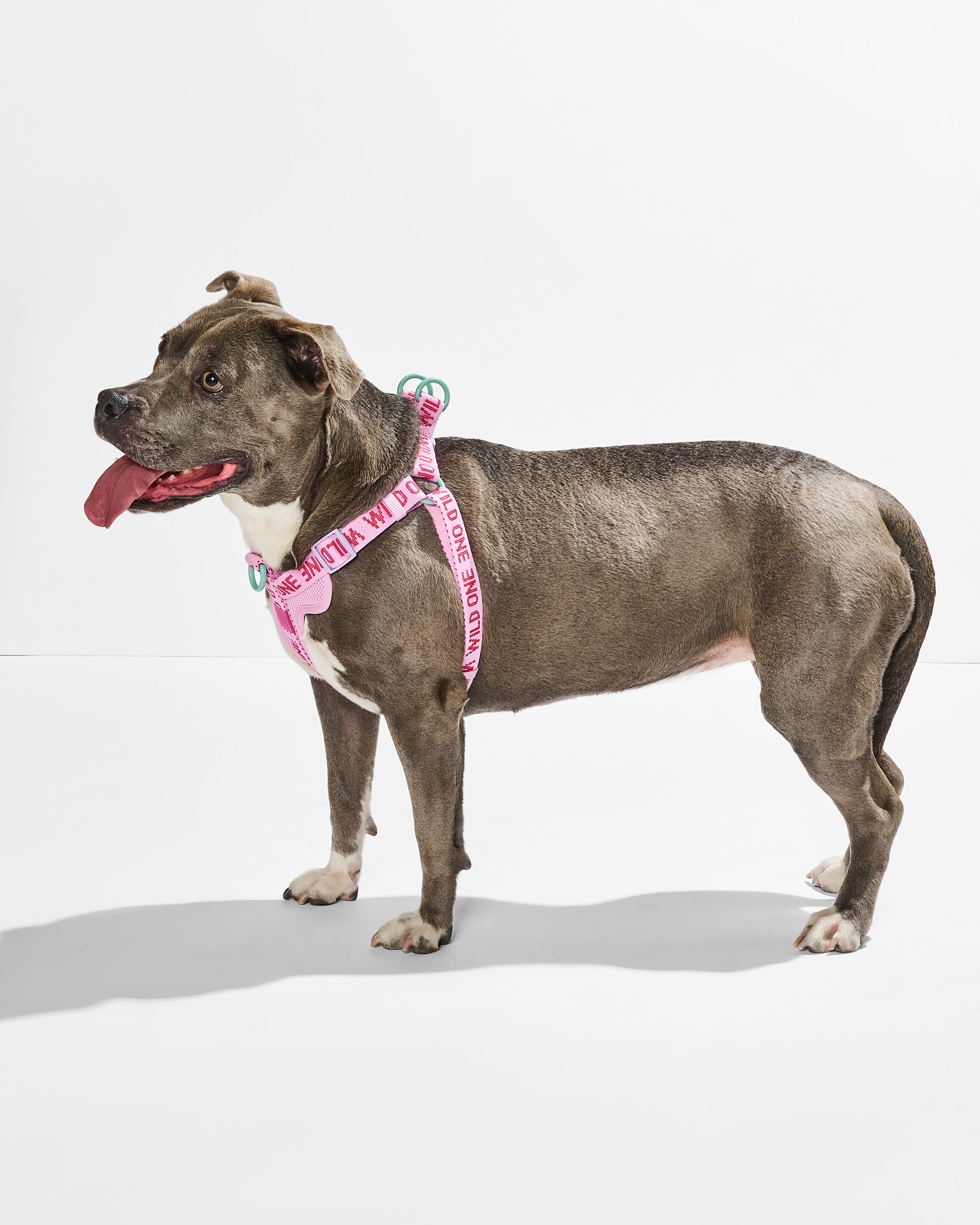 Step-In Dog Harness - Image 8
