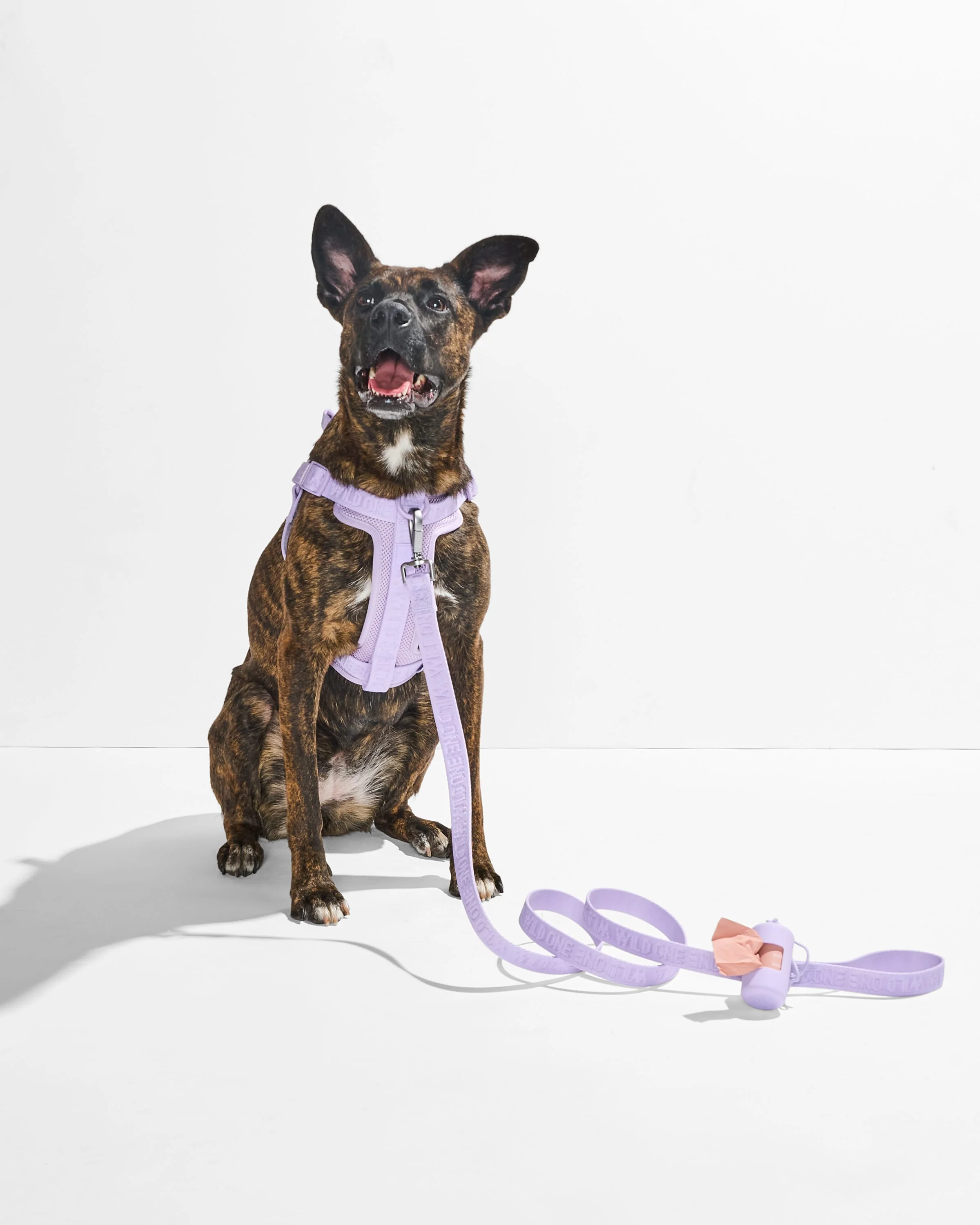 Step-In Harness + Lightweight Leash Walk Kit - Image 5