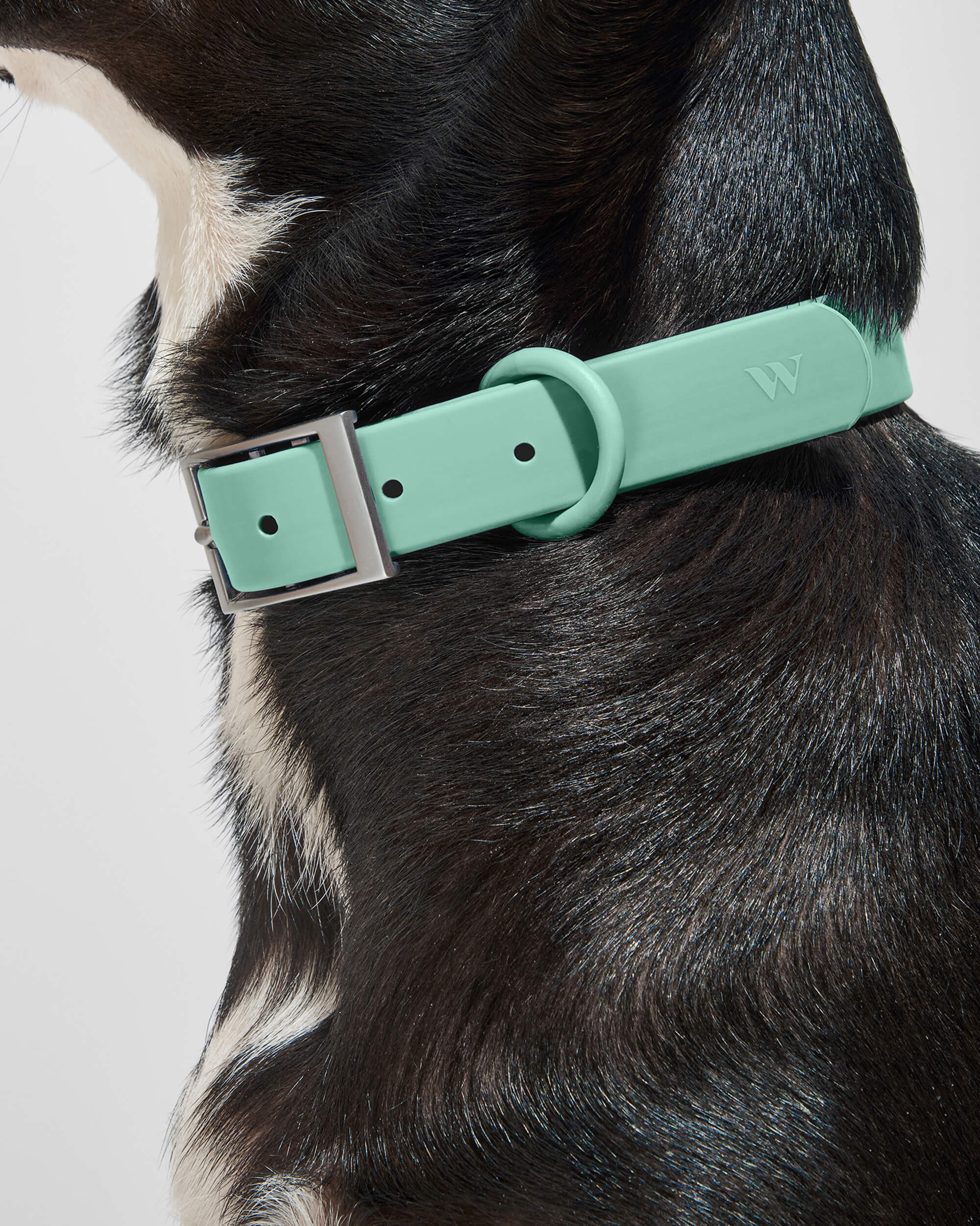 Waterproof Dog Collar - Image 15
