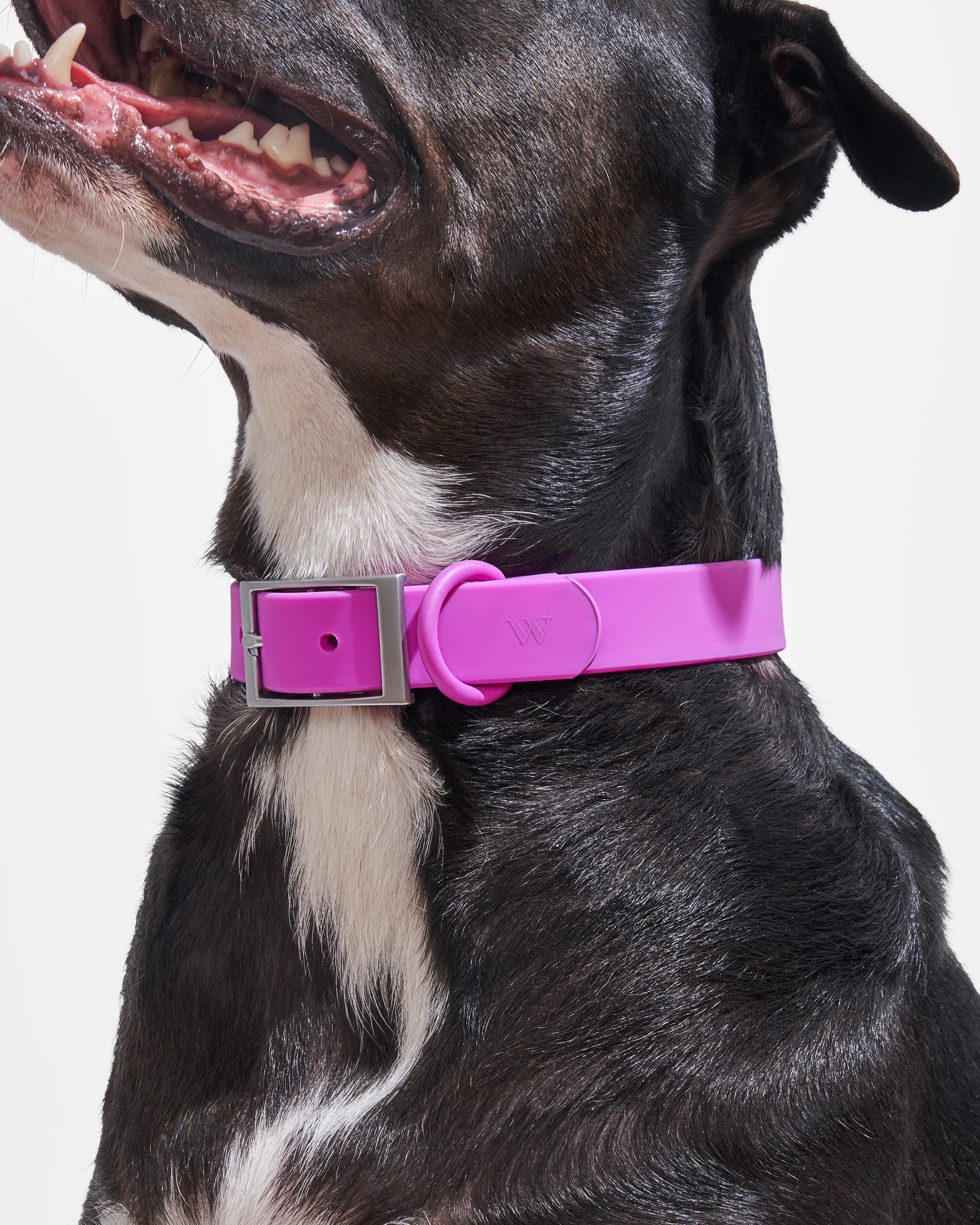 Waterproof Dog Collar - Image 21