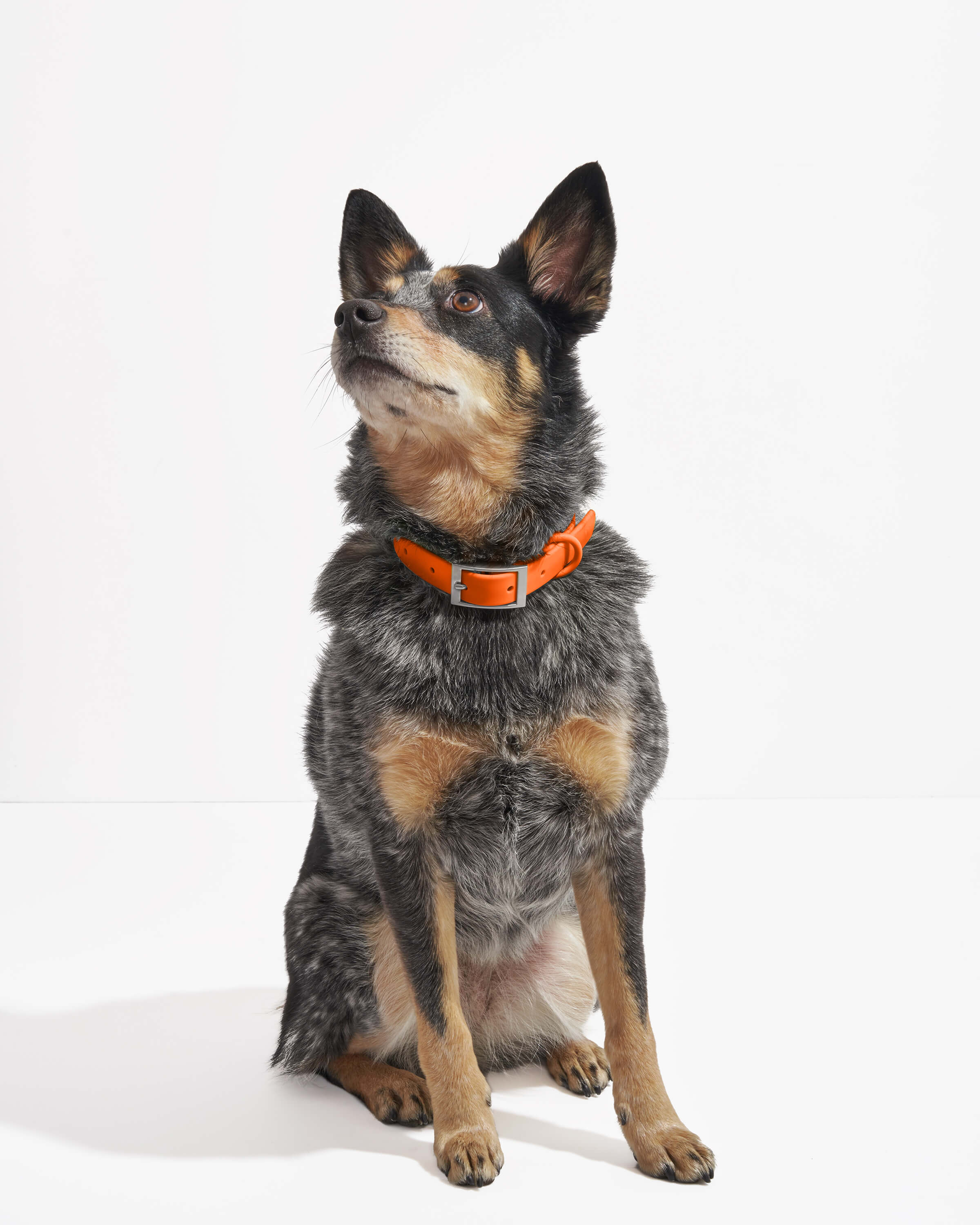 Waterproof Dog Collar - Image 22