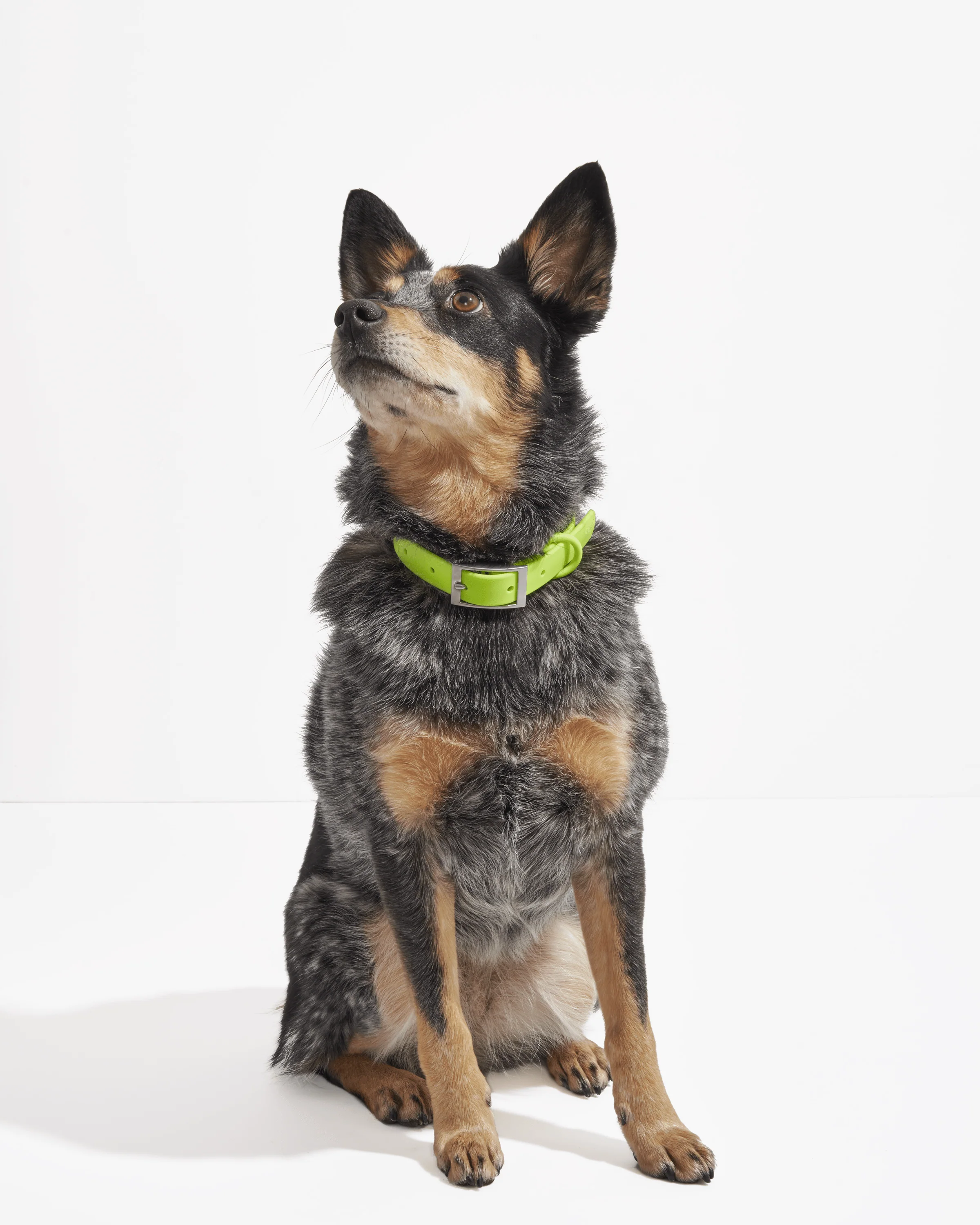Waterproof Dog Collar - Image 29