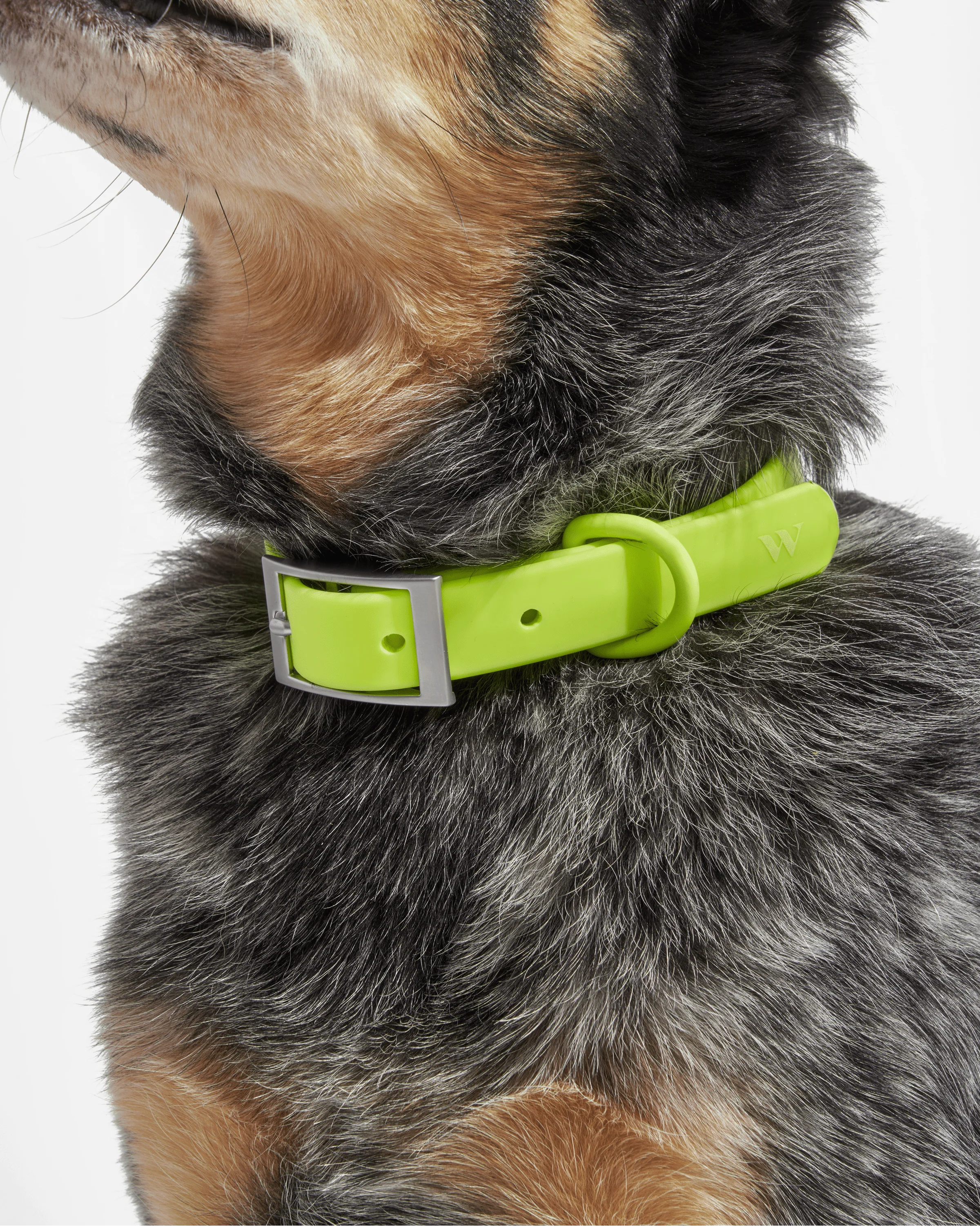 Waterproof Dog Collar - Image 30