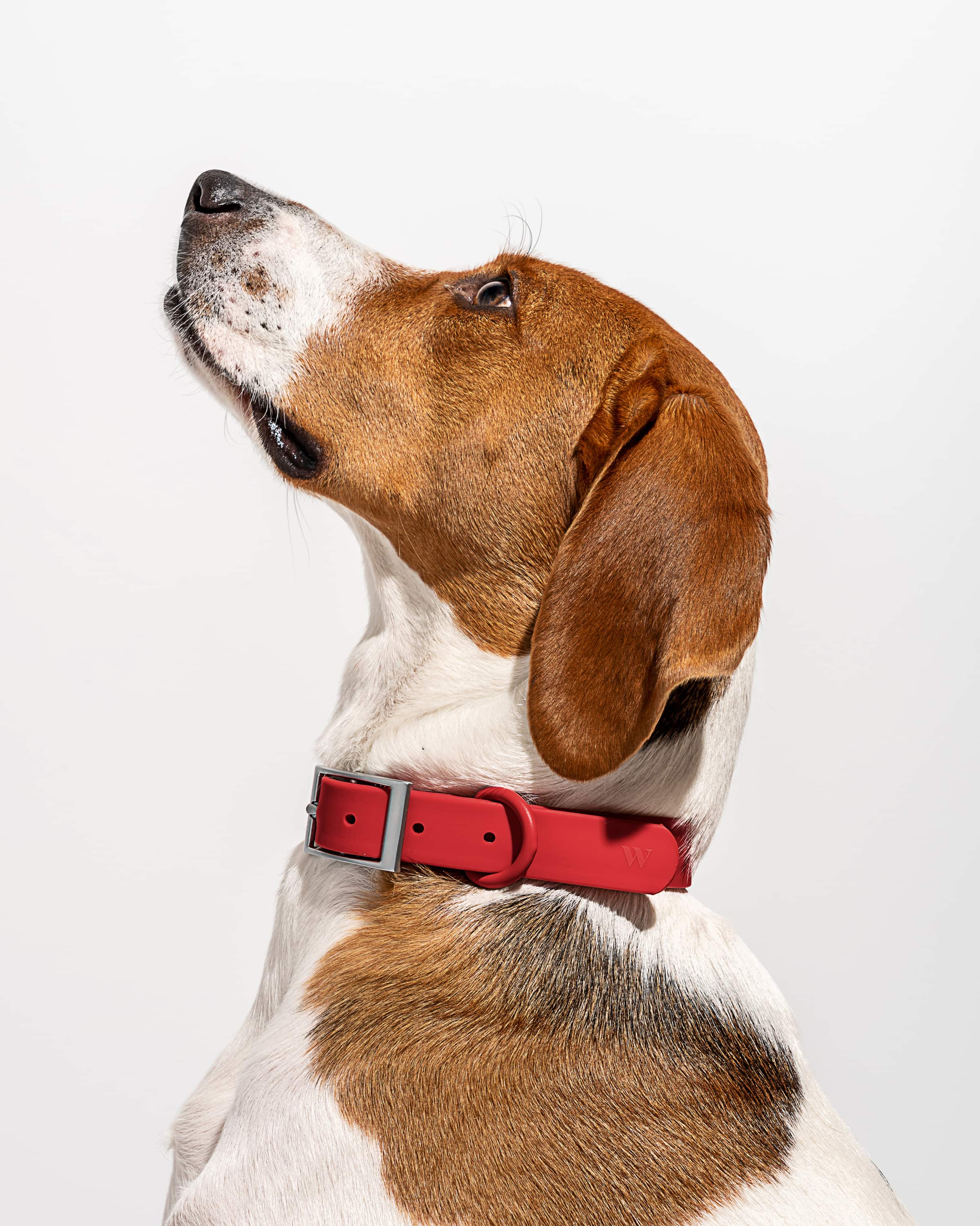 Waterproof Dog Collar - Image 34