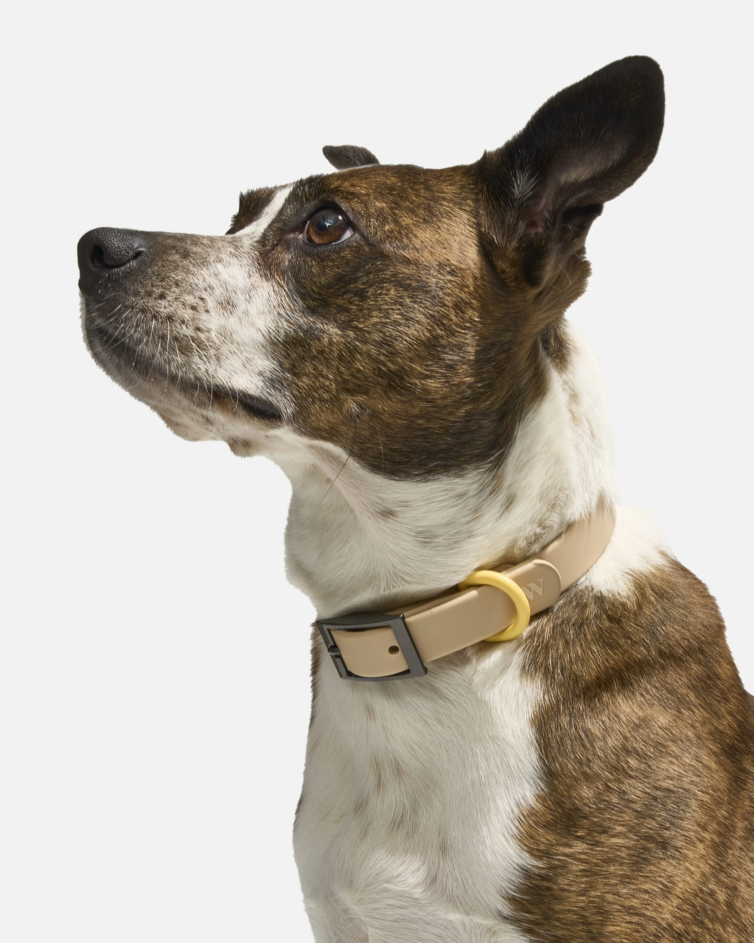 Waterproof Dog Collar - Image 4