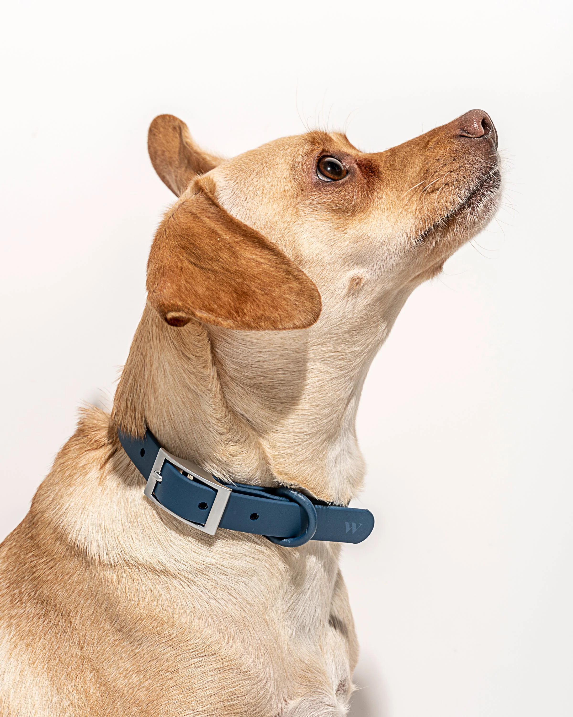 Waterproof Dog Collar - Image 42