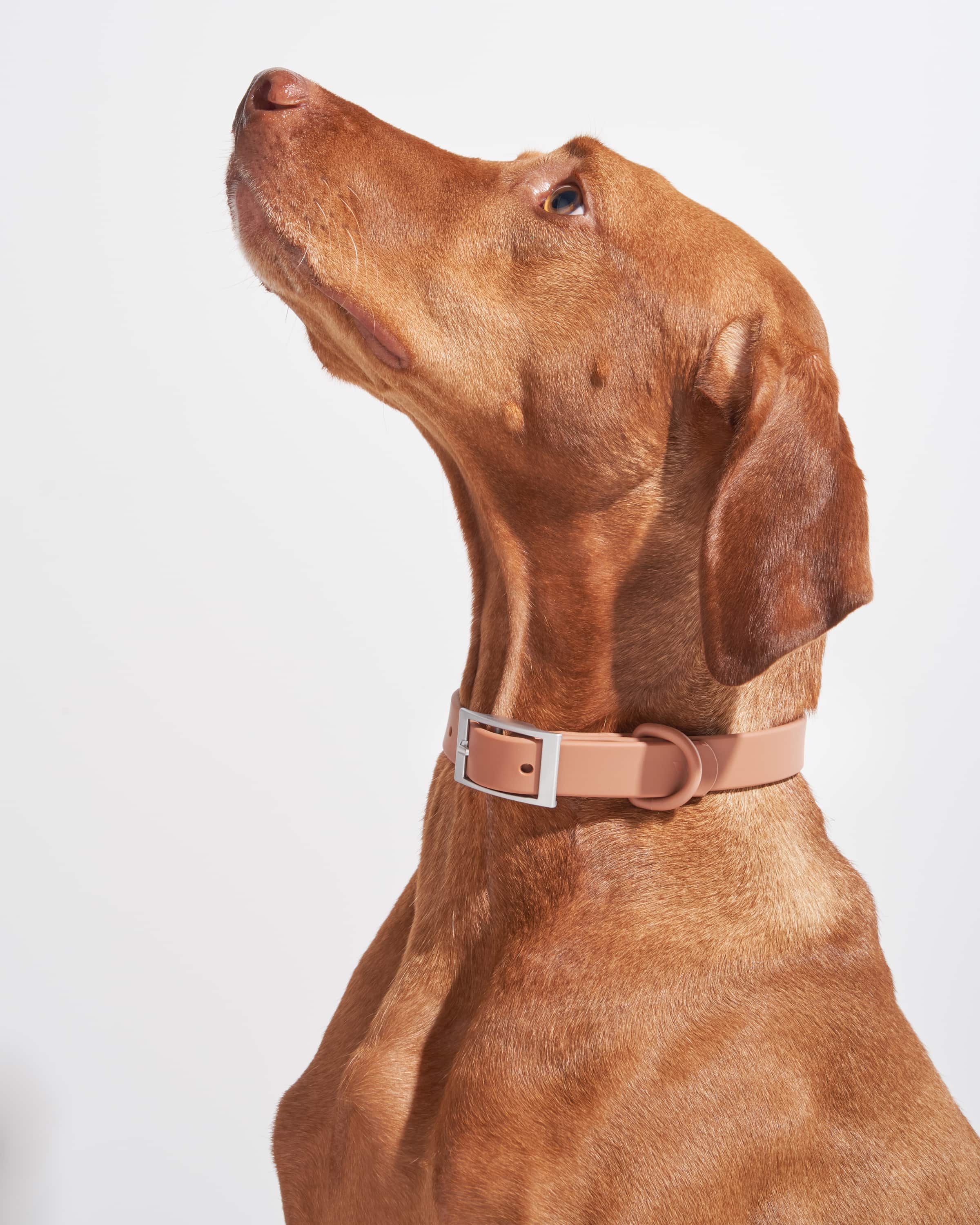 Waterproof Dog Collar - Image 47